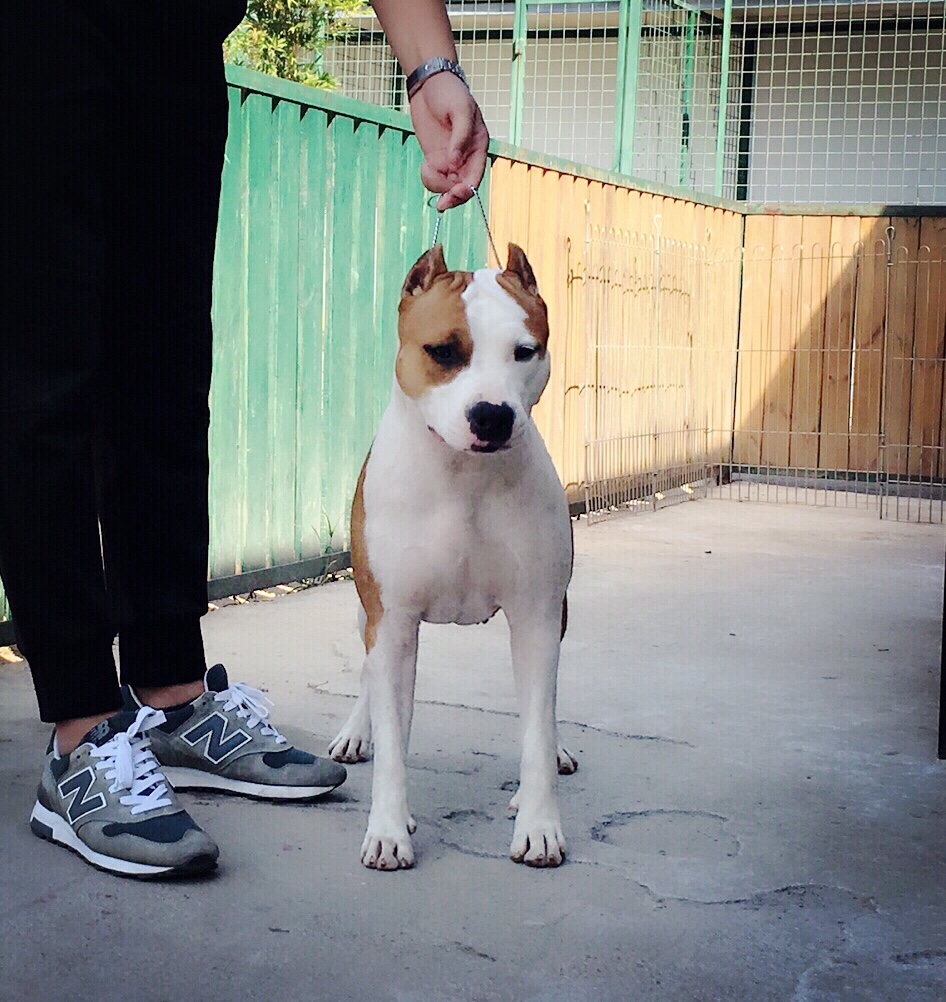 窈窕淑女,诠释精致