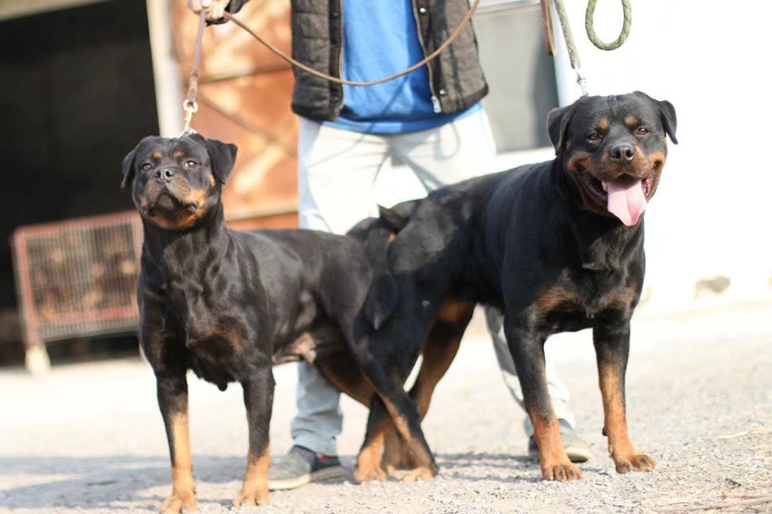 exel女儿出售 罗威纳交易 猛犬俱乐部-中国具有影响力的猛犬网站