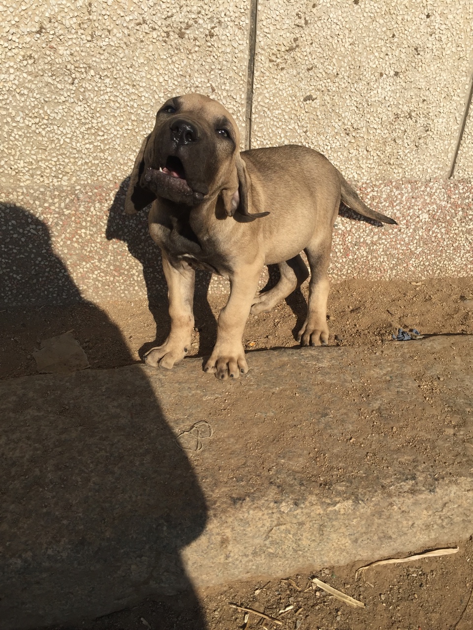 老血菲勒幼犬出售 巴西菲勒交易 猛犬俱乐部-中国具有影响力的