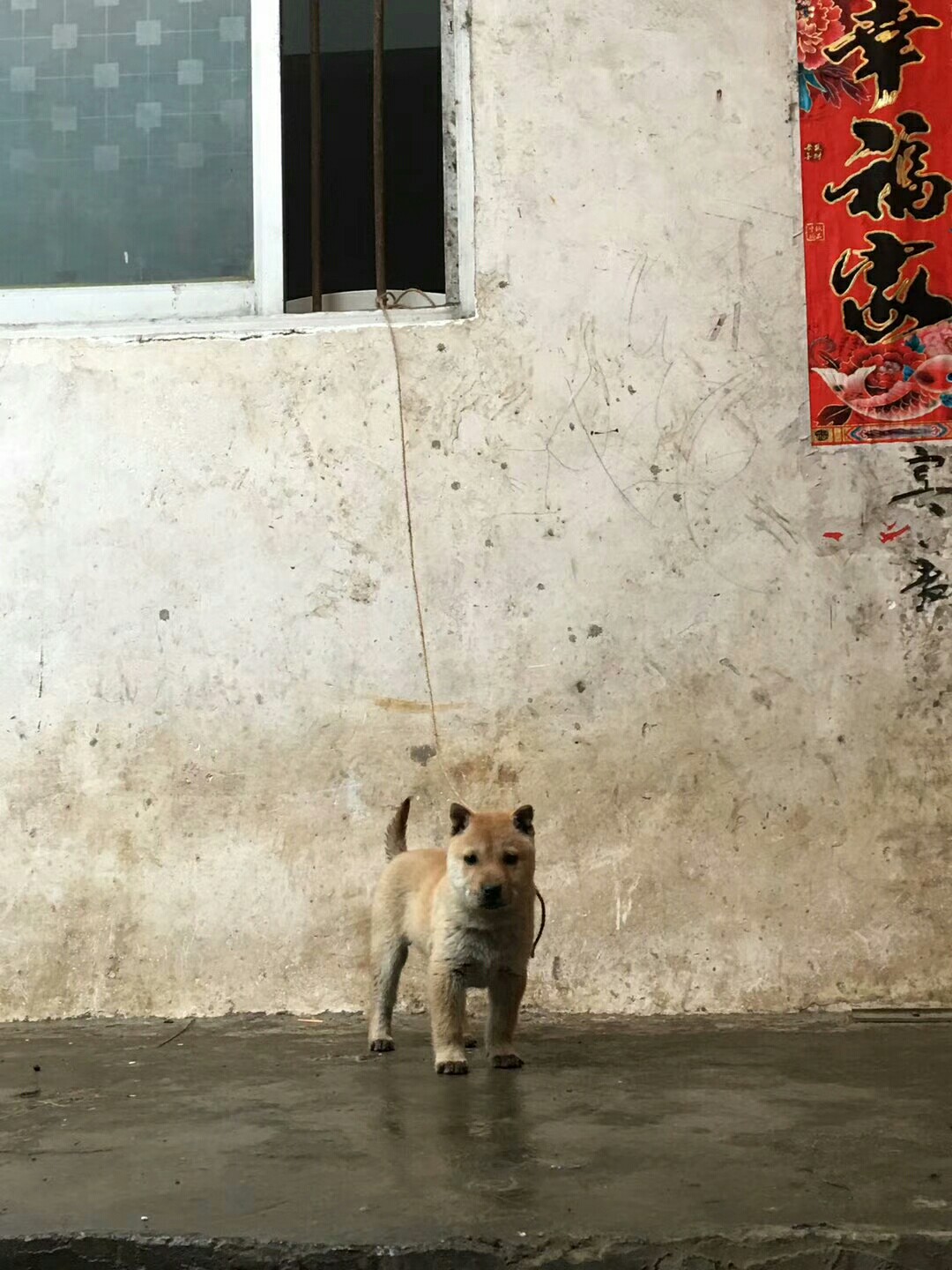 广西土猎犬