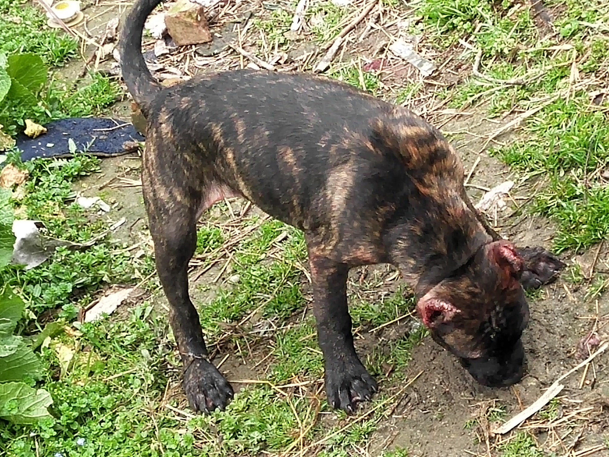 普雷萨加纳利幼犬