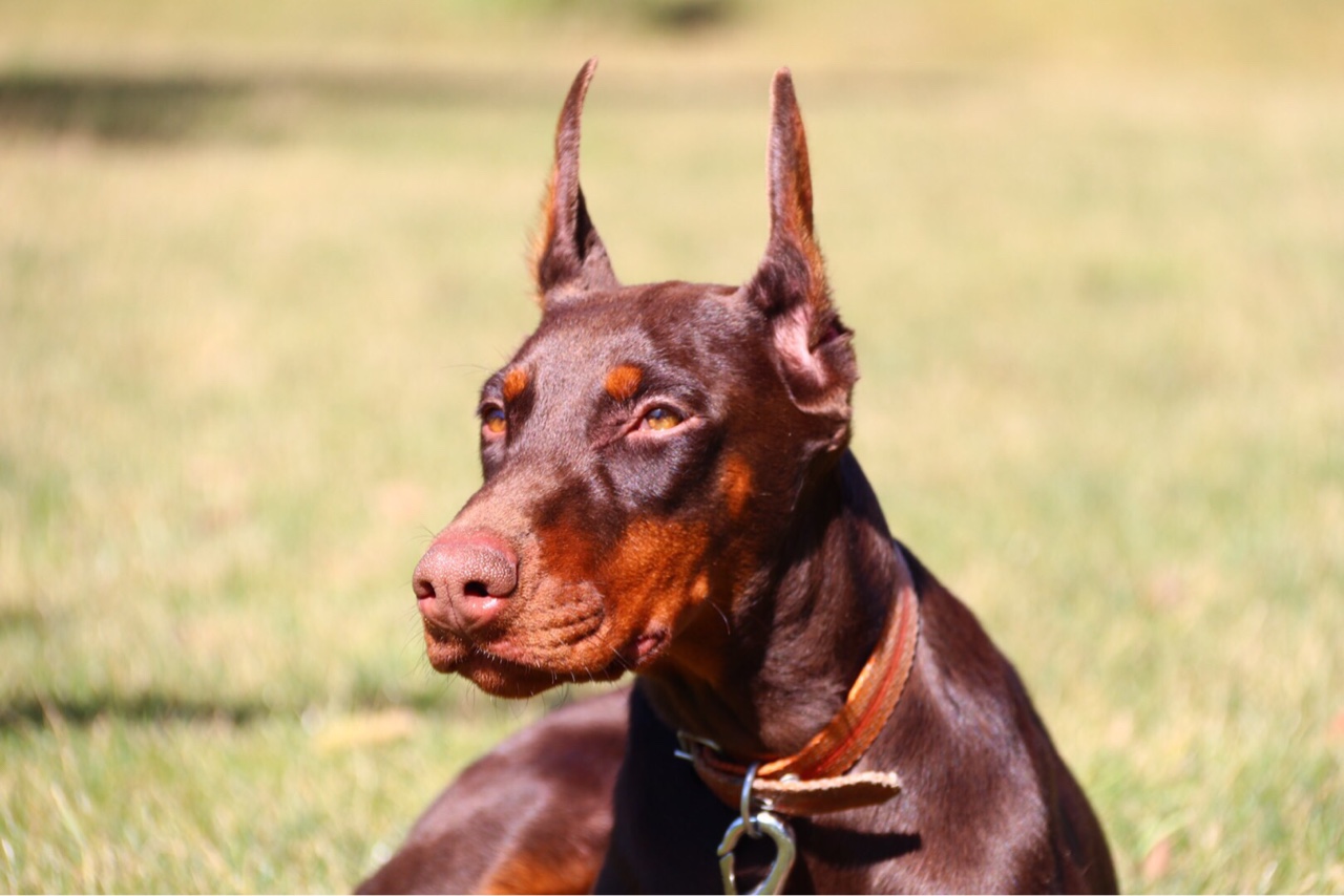 八个月红母出售,《父亲:宙斯儿子》《母亲:巨蜥