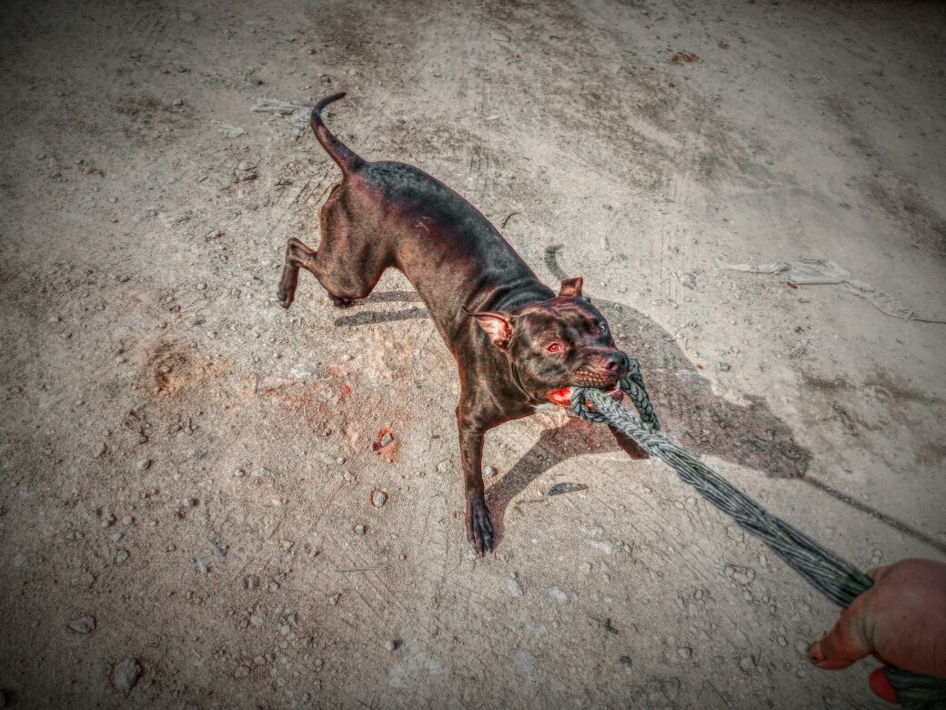 关于比特犬咬人的一些个人看法