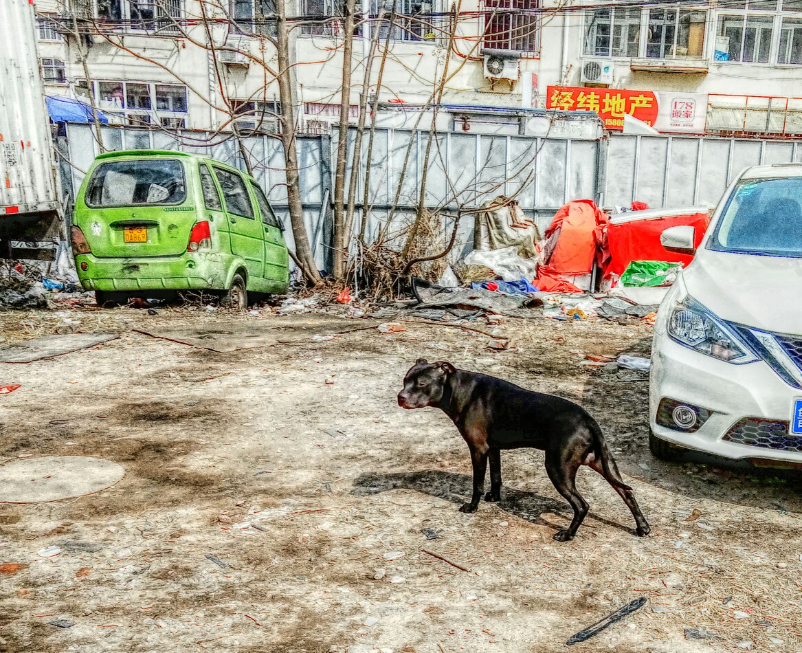 关于比特犬咬人的一些个人看法