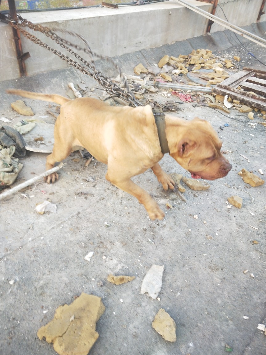 求购纯种大体比特 比特犬交易 猛犬俱乐部-中国具有影响力的猛犬