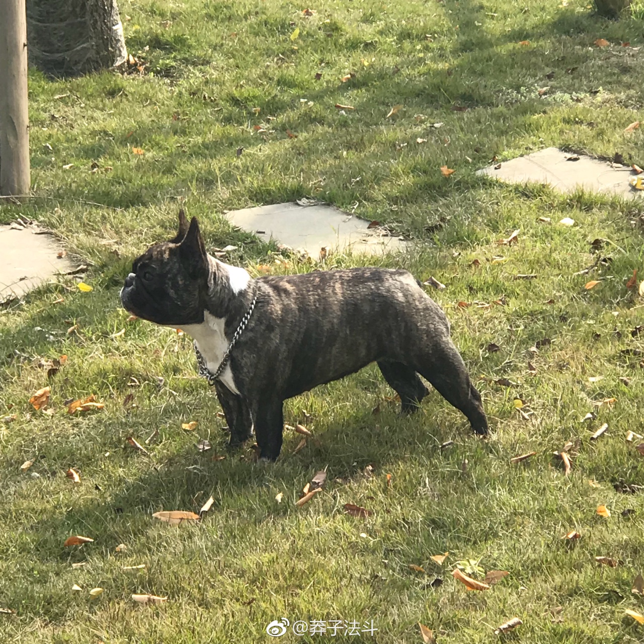 一岁半新母换奶油色或者蓝色法斗