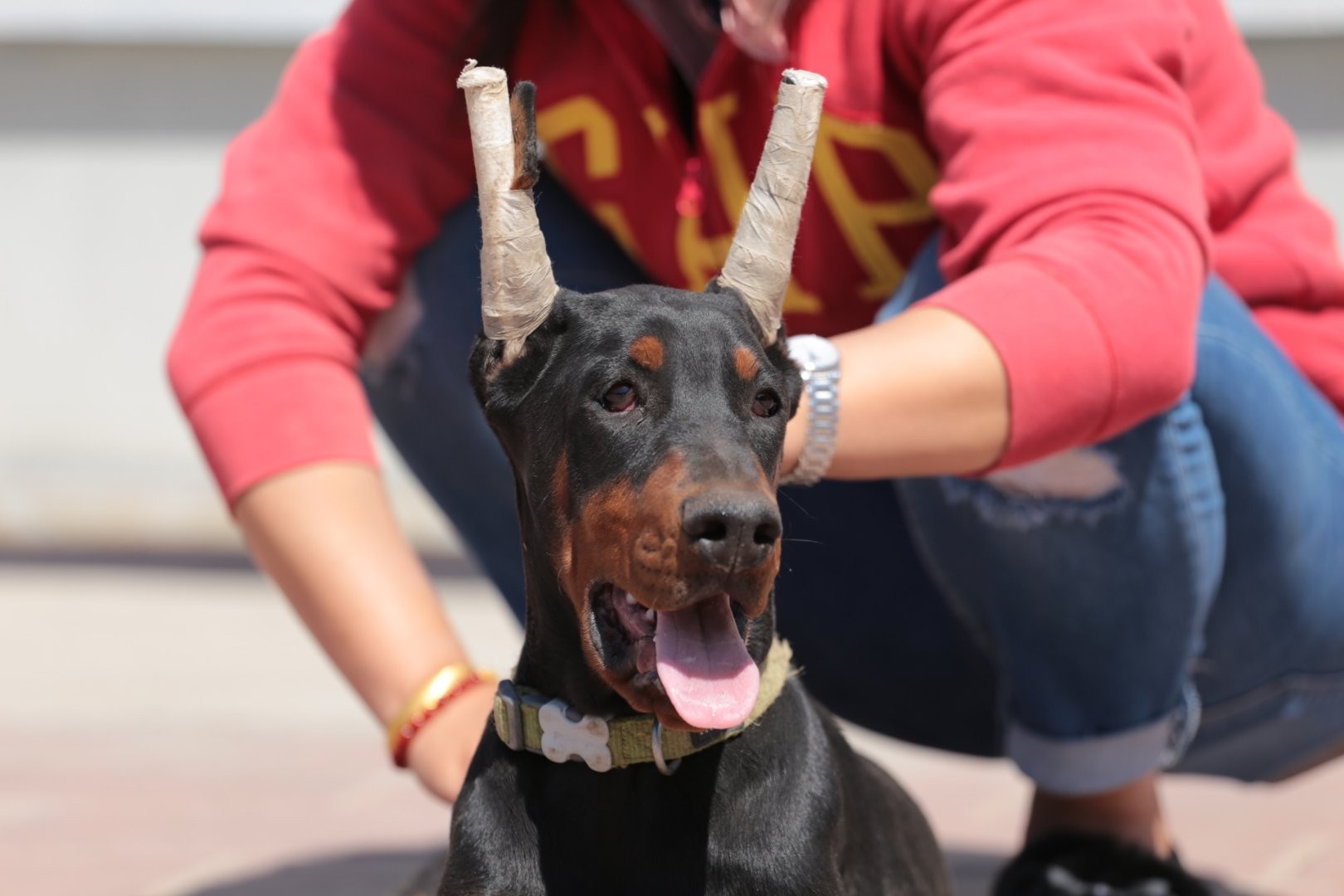 遇见你的伯乐(北京睿选德系杜宾犬舍)