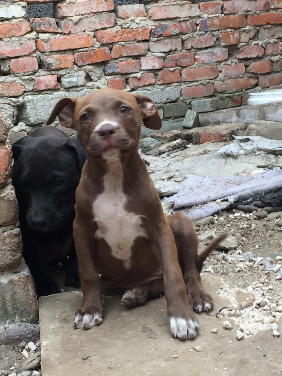 出三个月的猪头血小比特 - 比特犬交易 - 猛犬俱乐部