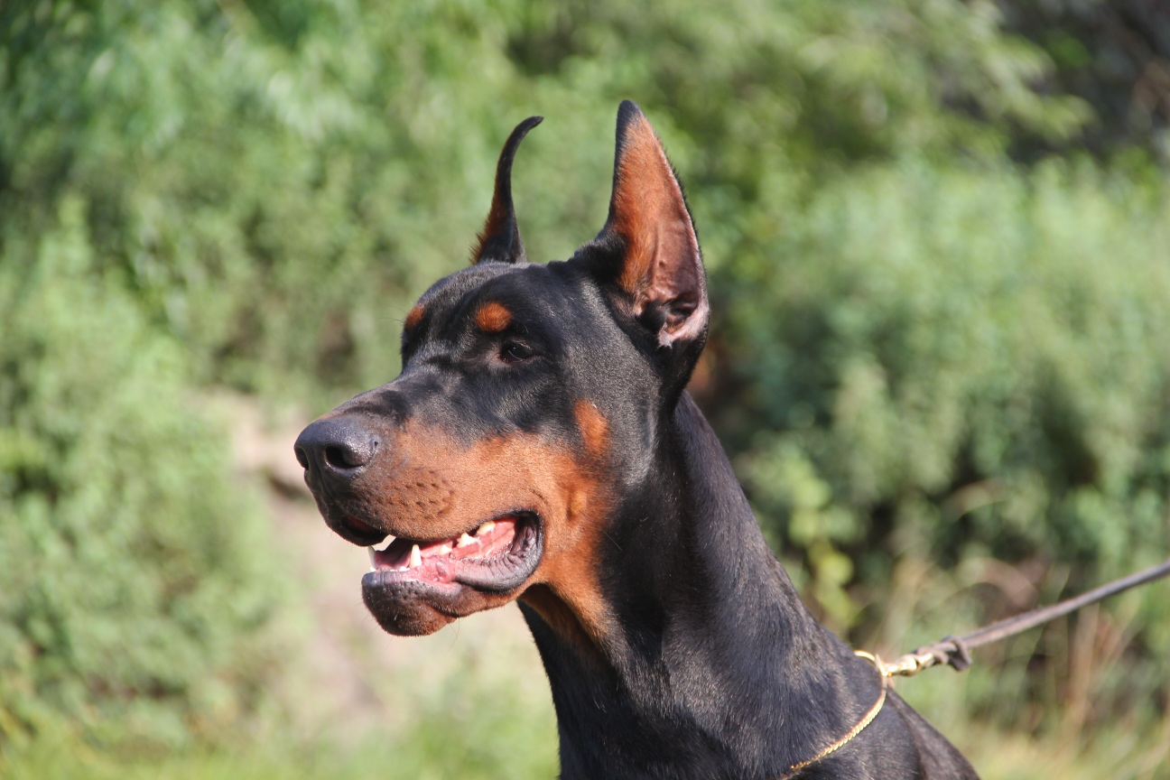 索尔随拍 杜宾犬 猛犬俱乐部-中国具有影响力的猛犬网站