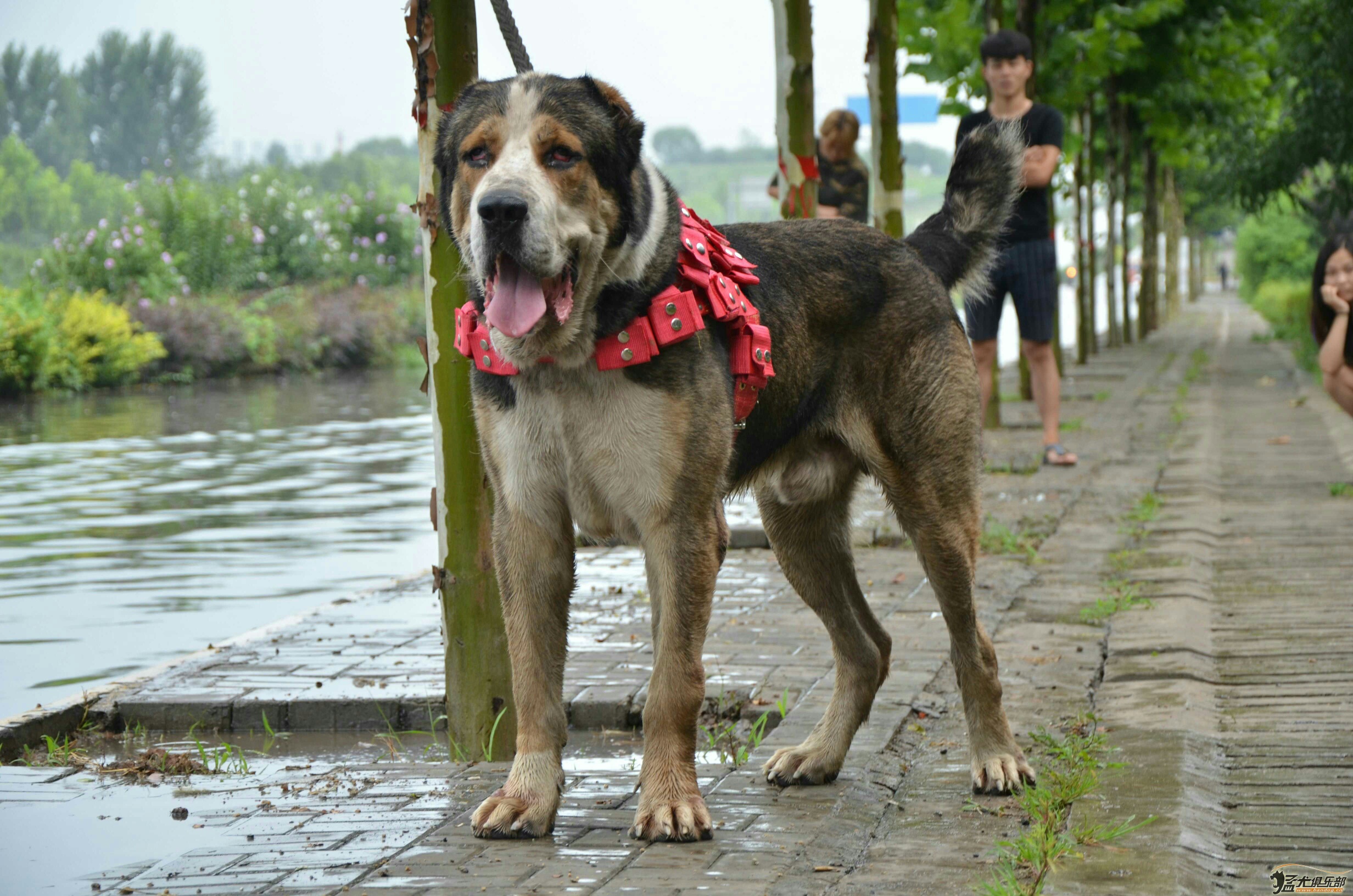 中亚猎狼犬