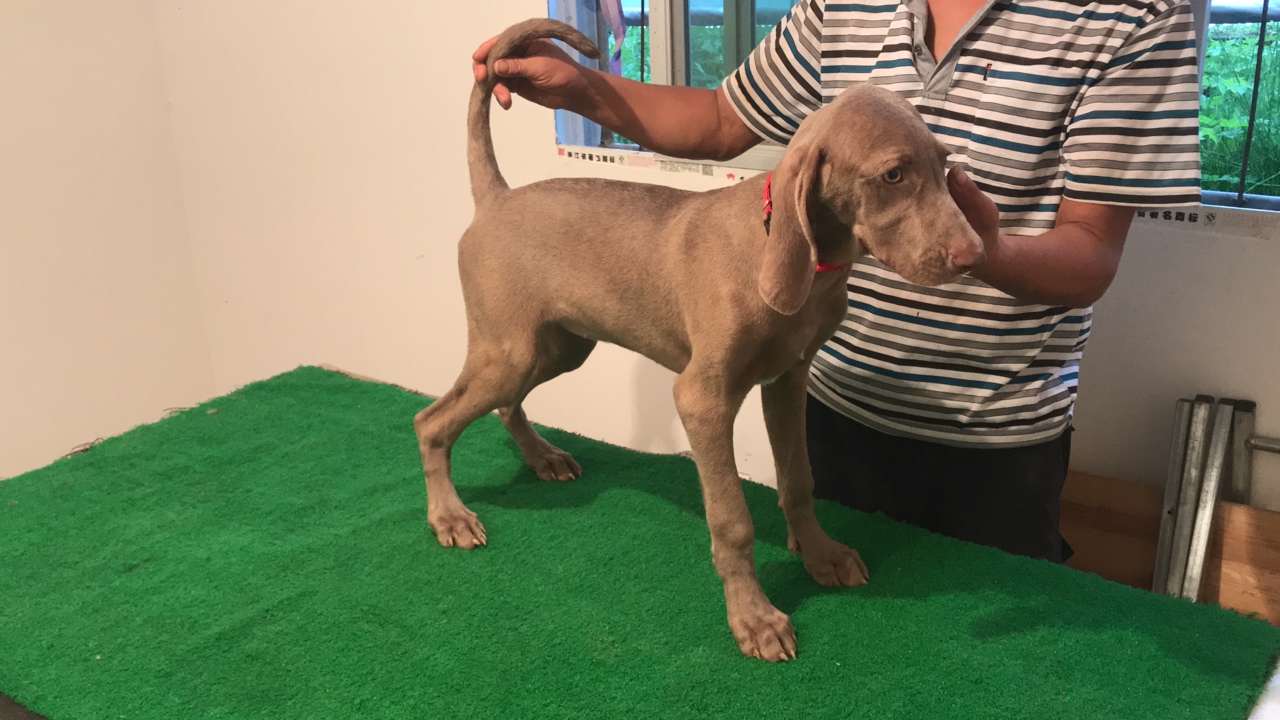 大幅度优惠出高品质德国皇家贵族魏玛犬