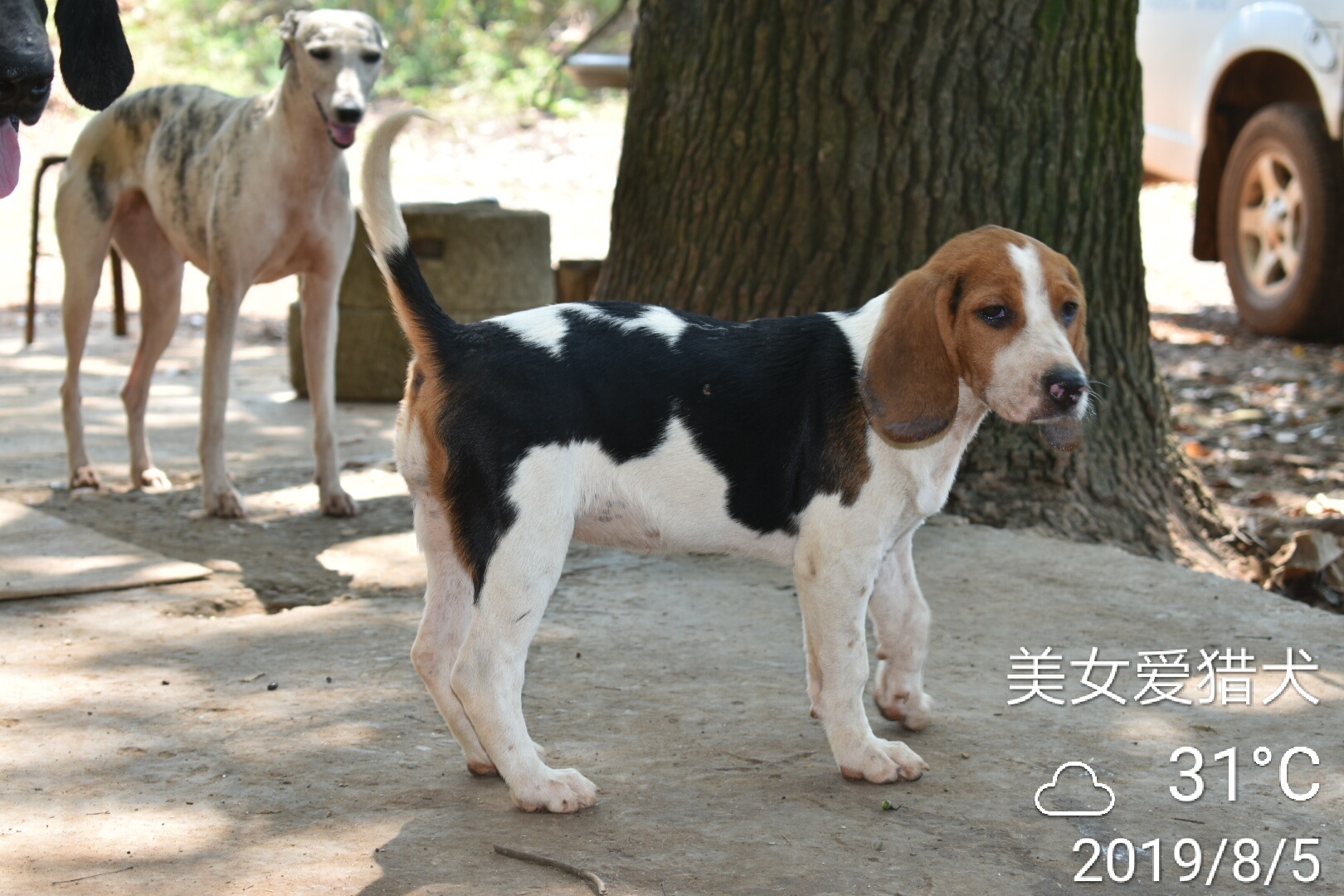猛犬俱乐部注册x 真正的原生态猎犬,父母实战,小狗们从小散养在山上