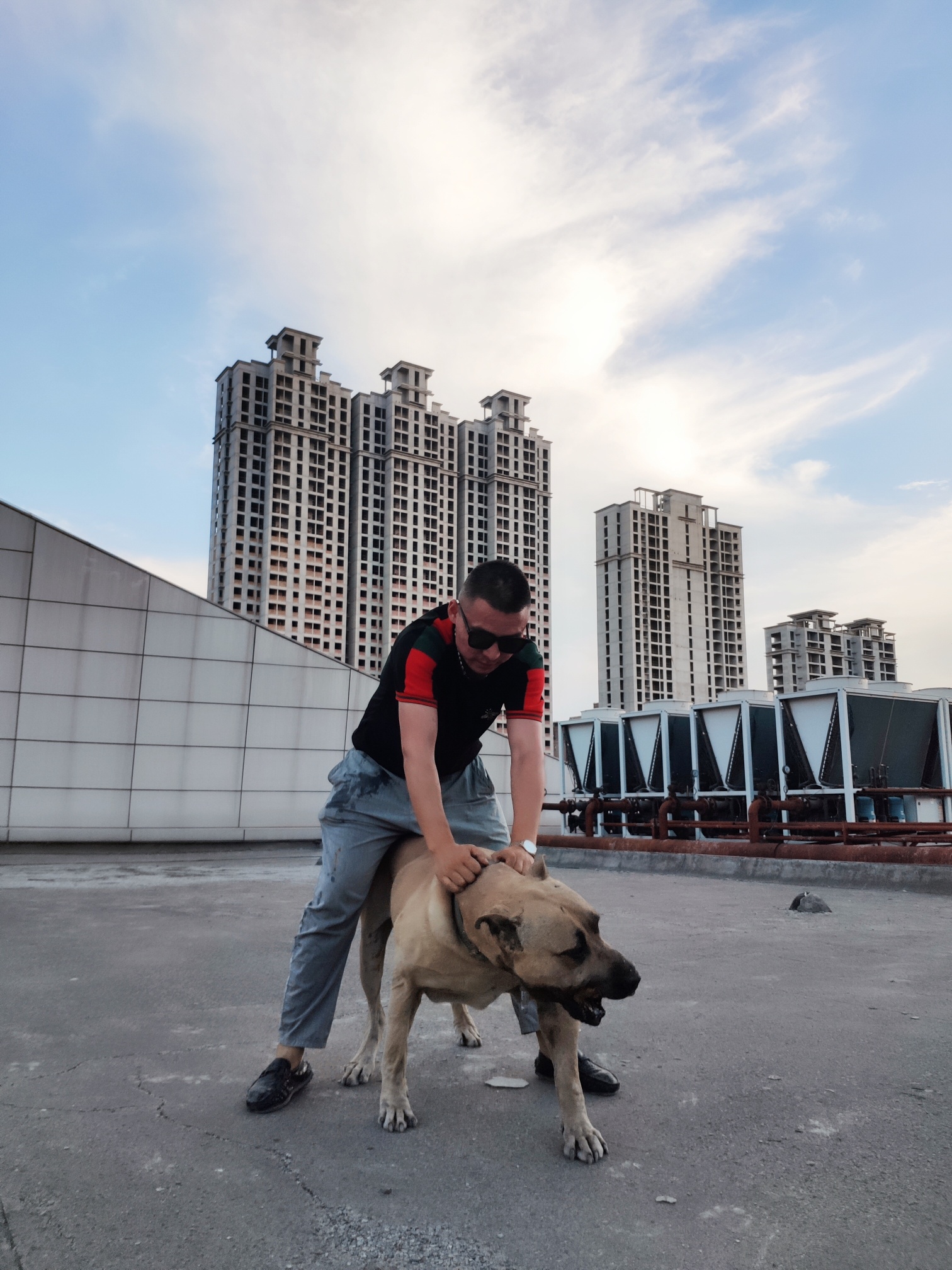 巴基斯坦引进 - 库达犬 - 猛犬俱乐部-中国具有影响力