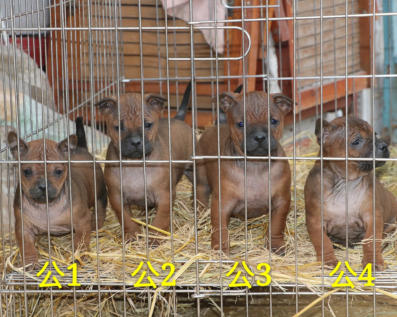 出售川东猎犬小狗,实战狗后代