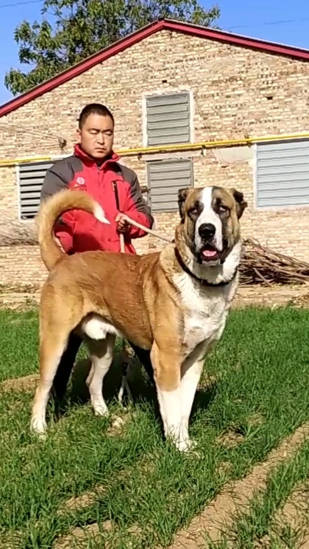 颜值巴罕 - 中亚|高狼 - 猛犬俱乐部-中国具有影响力