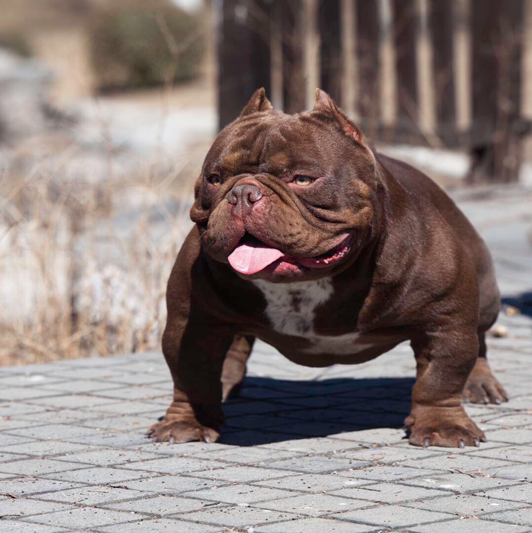 小恶霸犬