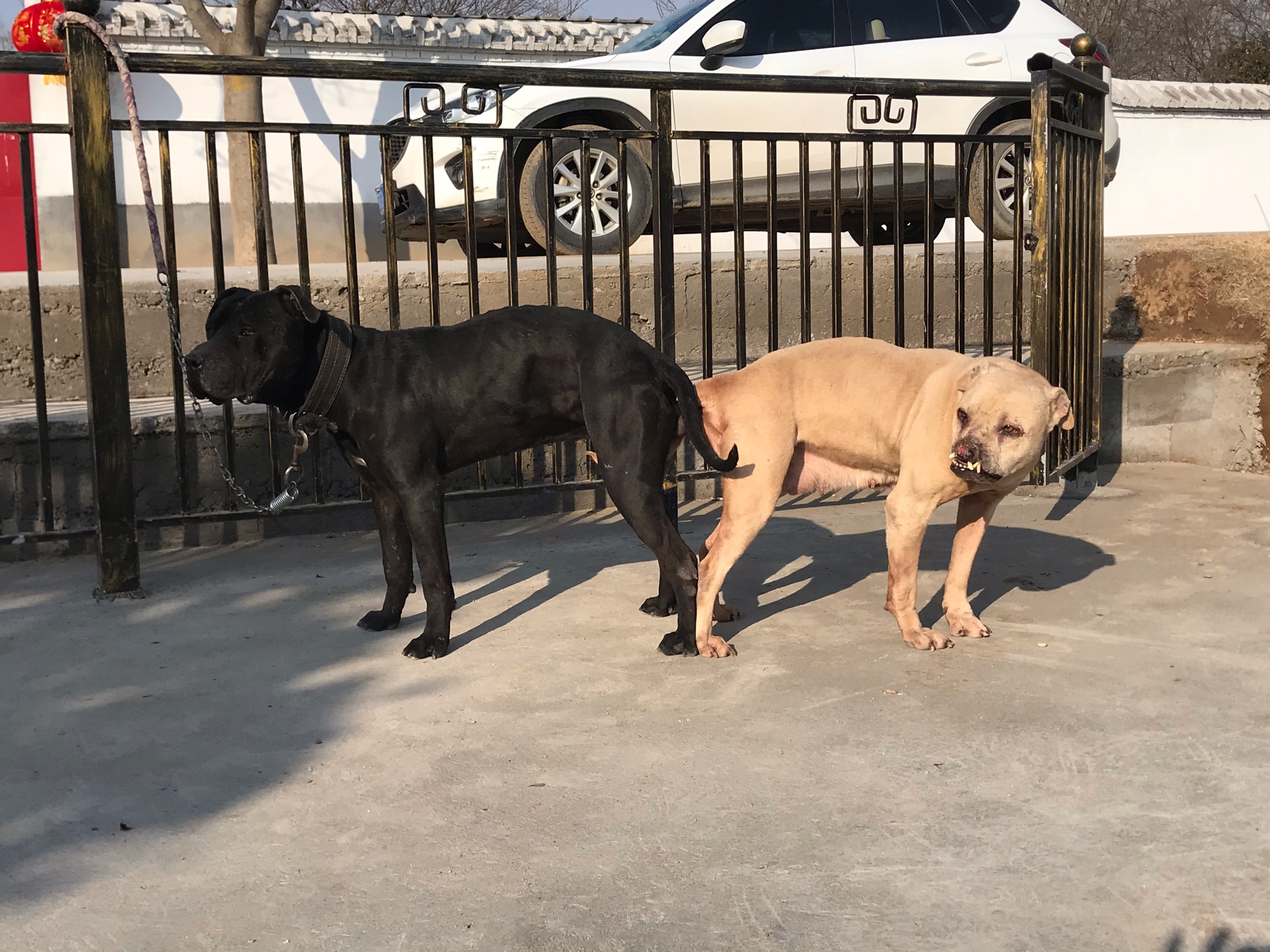 顶级库比 库达犬 猛犬俱乐部-中国具有影响力