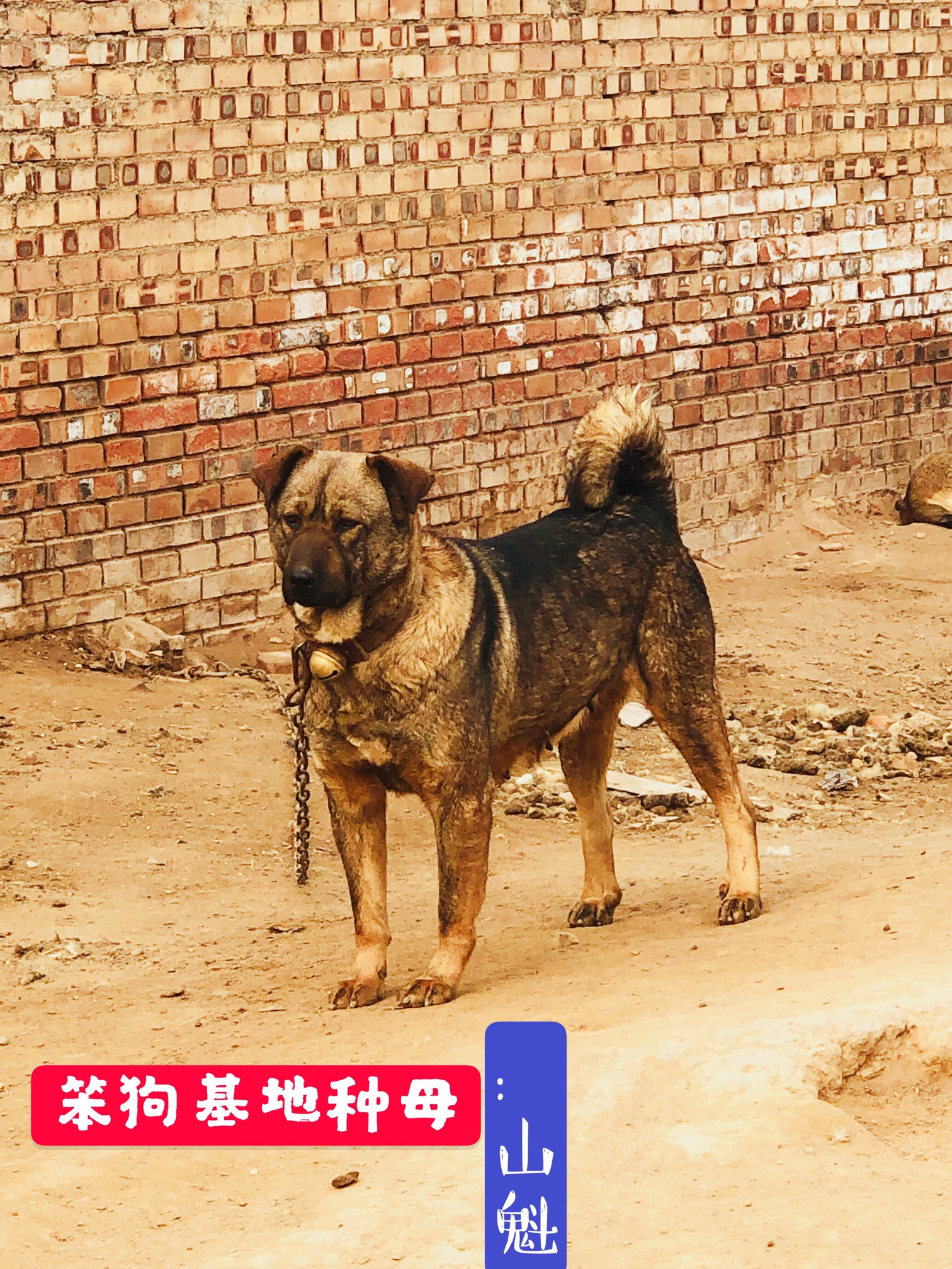 山西太行犬大笨狗繁育基地