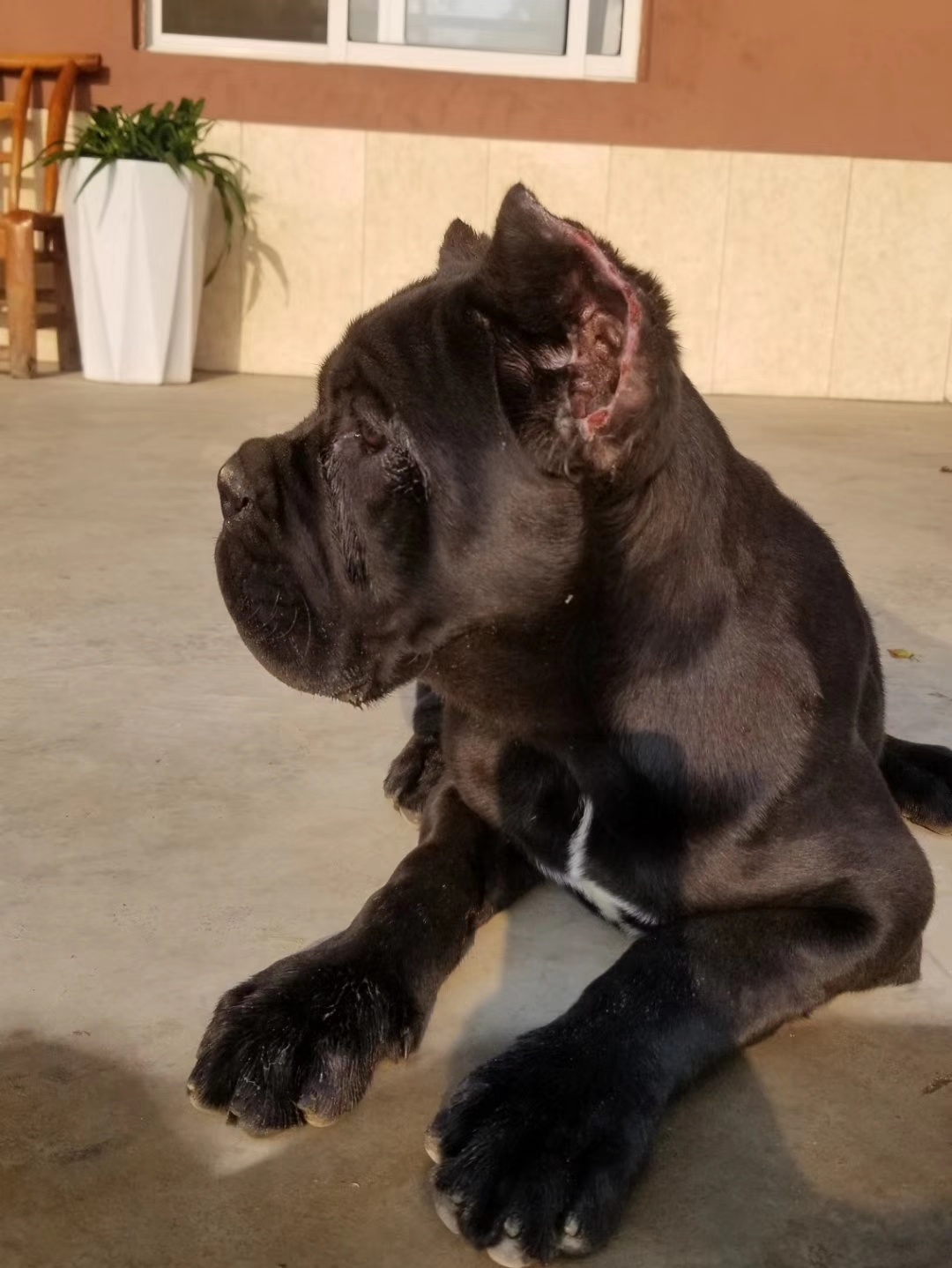 《玛特 卡斯罗 猛犬俱乐部-中国具有影响力的猛犬网站