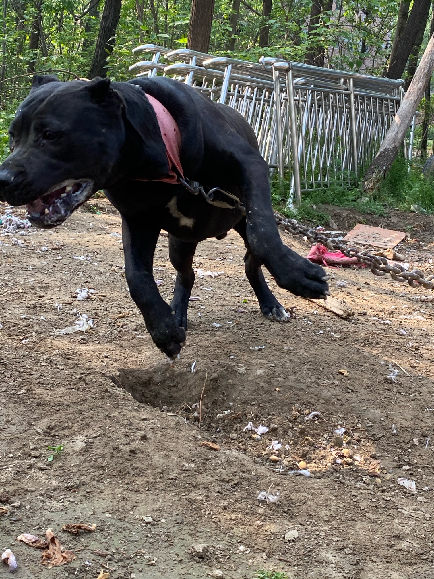 普雷萨 黑公 出售 - 加纳利交易 - 猛犬俱乐部-中国具有影响力的猛犬