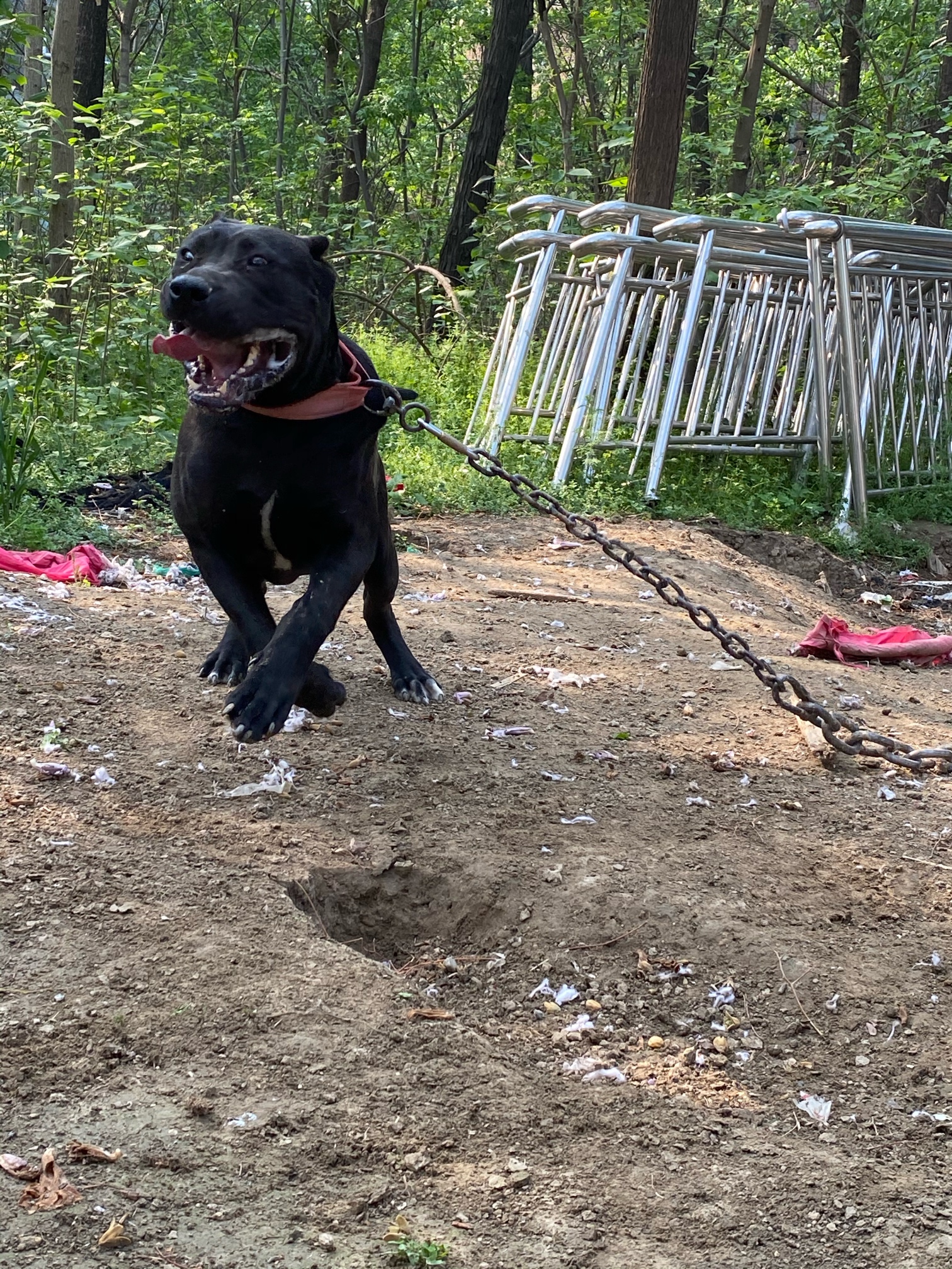 普雷萨 黑公 出售 - 加纳利交易 - 猛犬俱乐部-中国具有影响力的猛犬