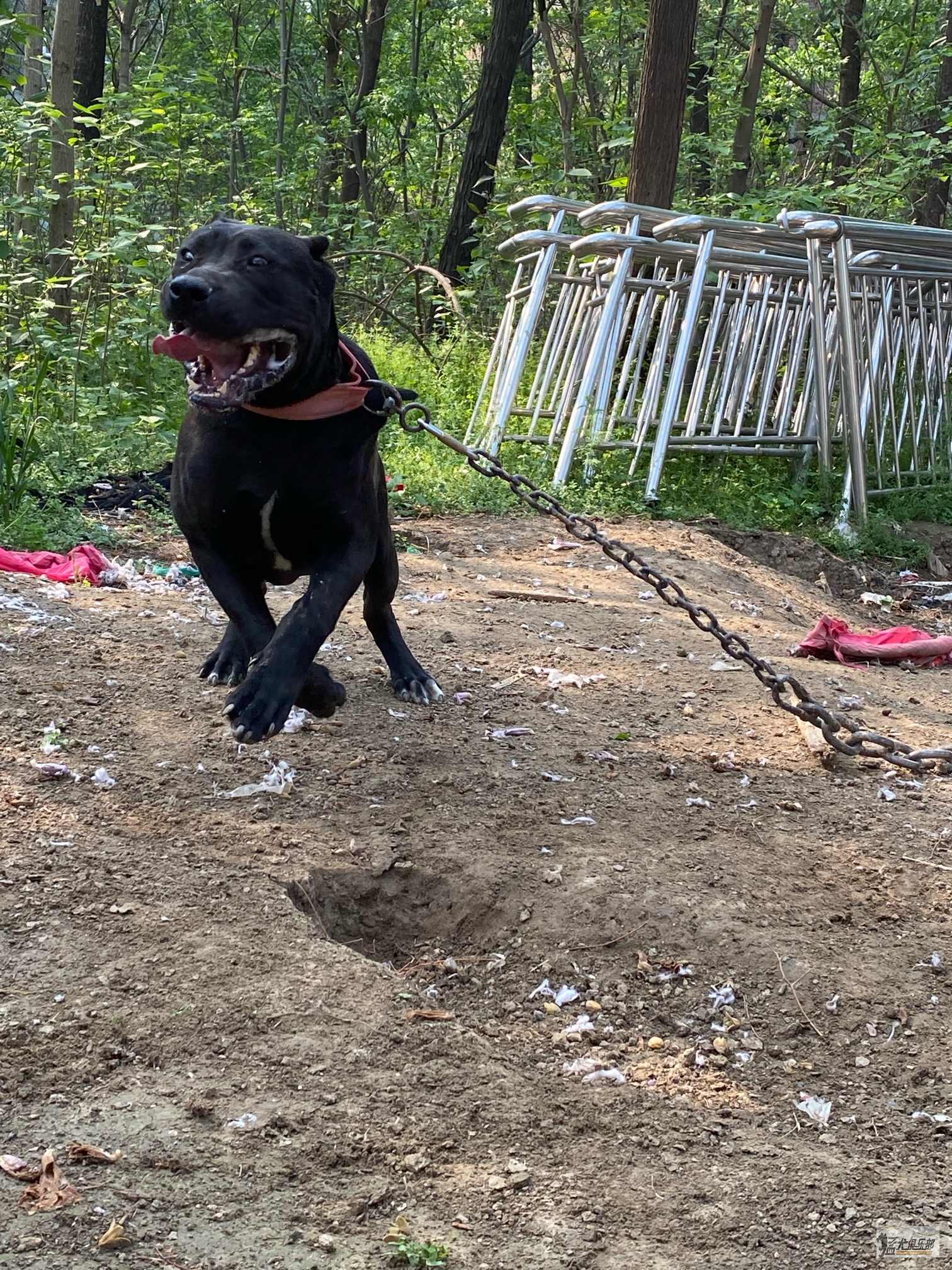 普雷萨 黑公 出售 - 加纳利交易 - 猛犬俱乐部-中国具有影响力的猛犬