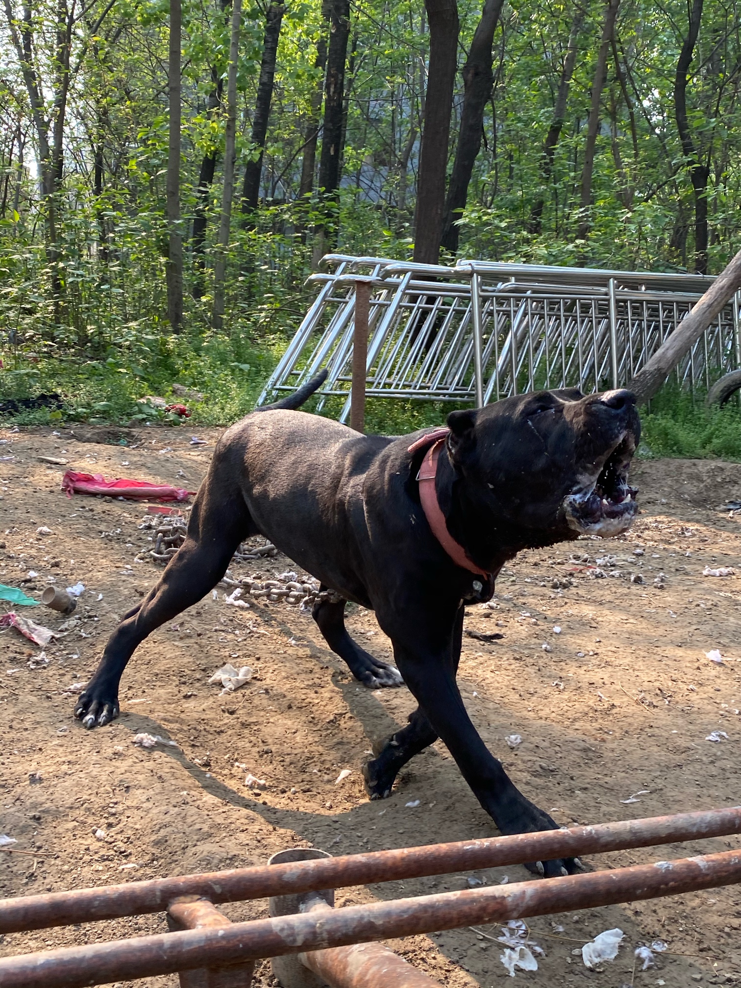 普雷萨 黑公 出售 加纳利交易 猛犬俱乐部-中国具有影响力的猛犬