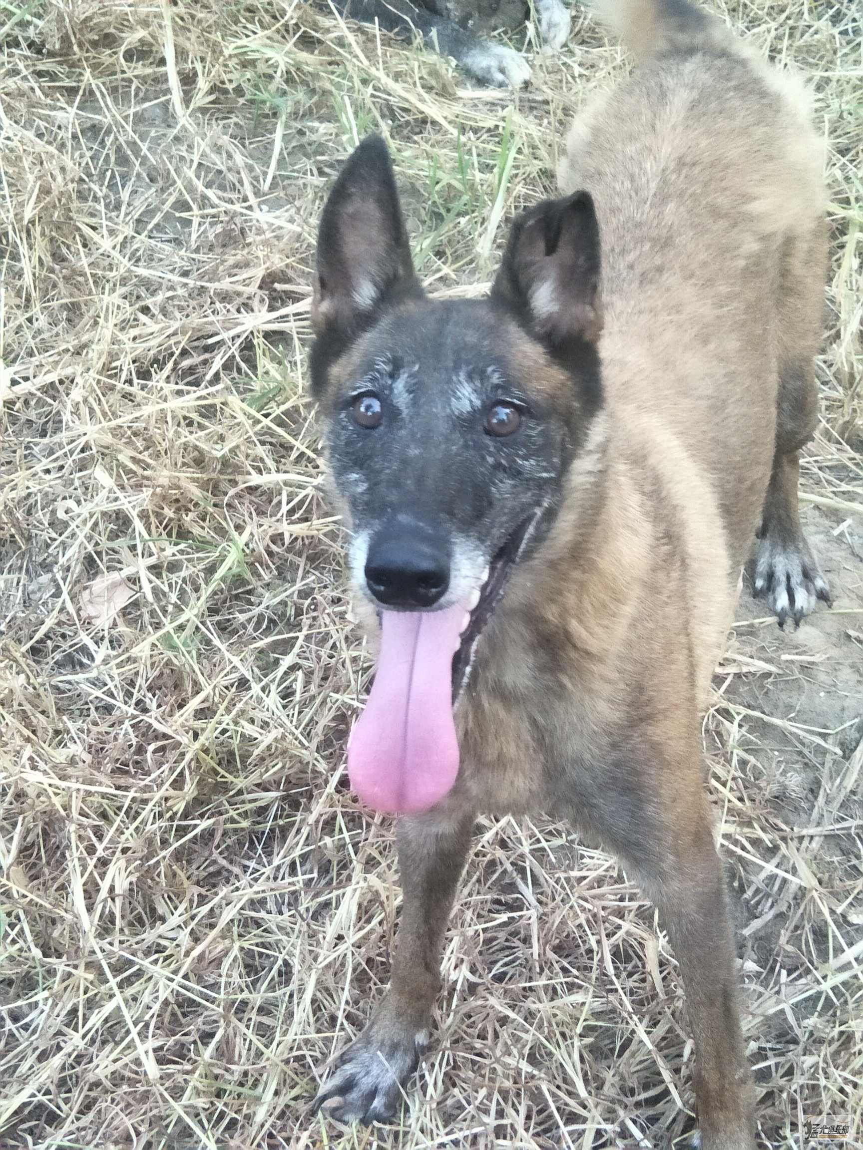 老血马犬母