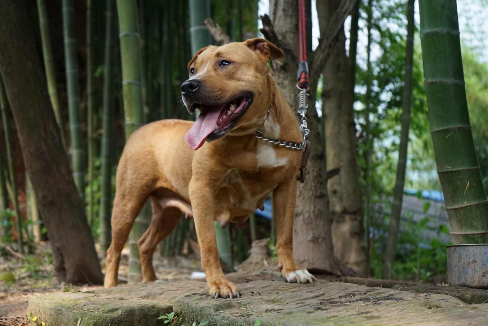 比特犬交易 - 猛犬俱乐部-中国力