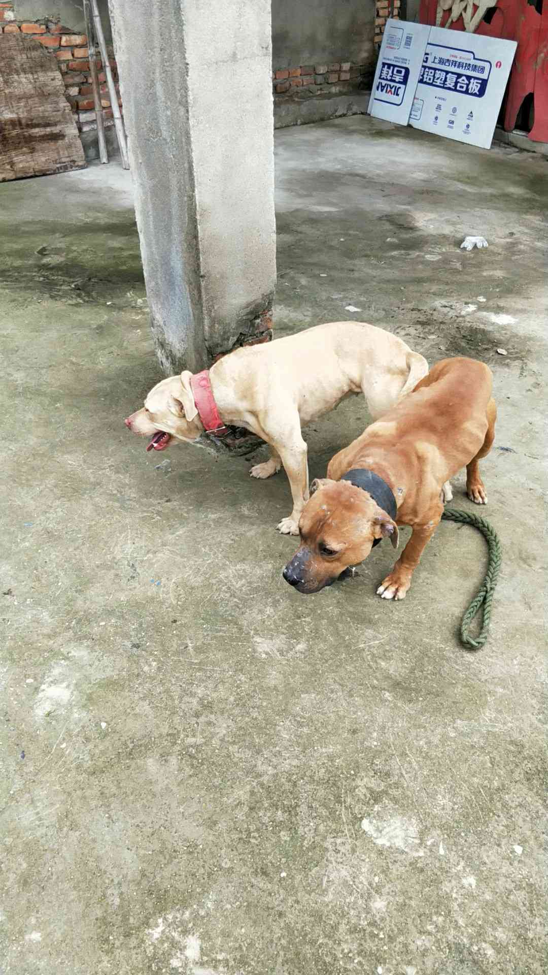 出售桑大鹏鳄鱼搭配鬼头女配基多搭配耶鲁公 - 比特犬