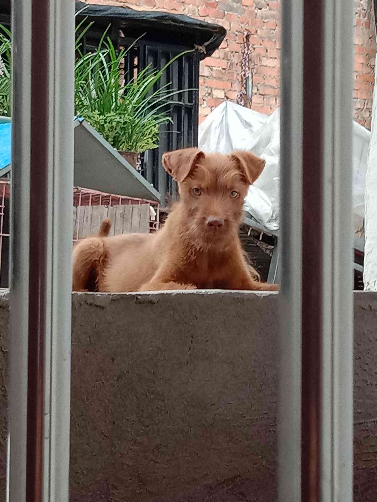火梗 红公 - 综合梗犬交易 - 猛犬俱乐部-中国具有力