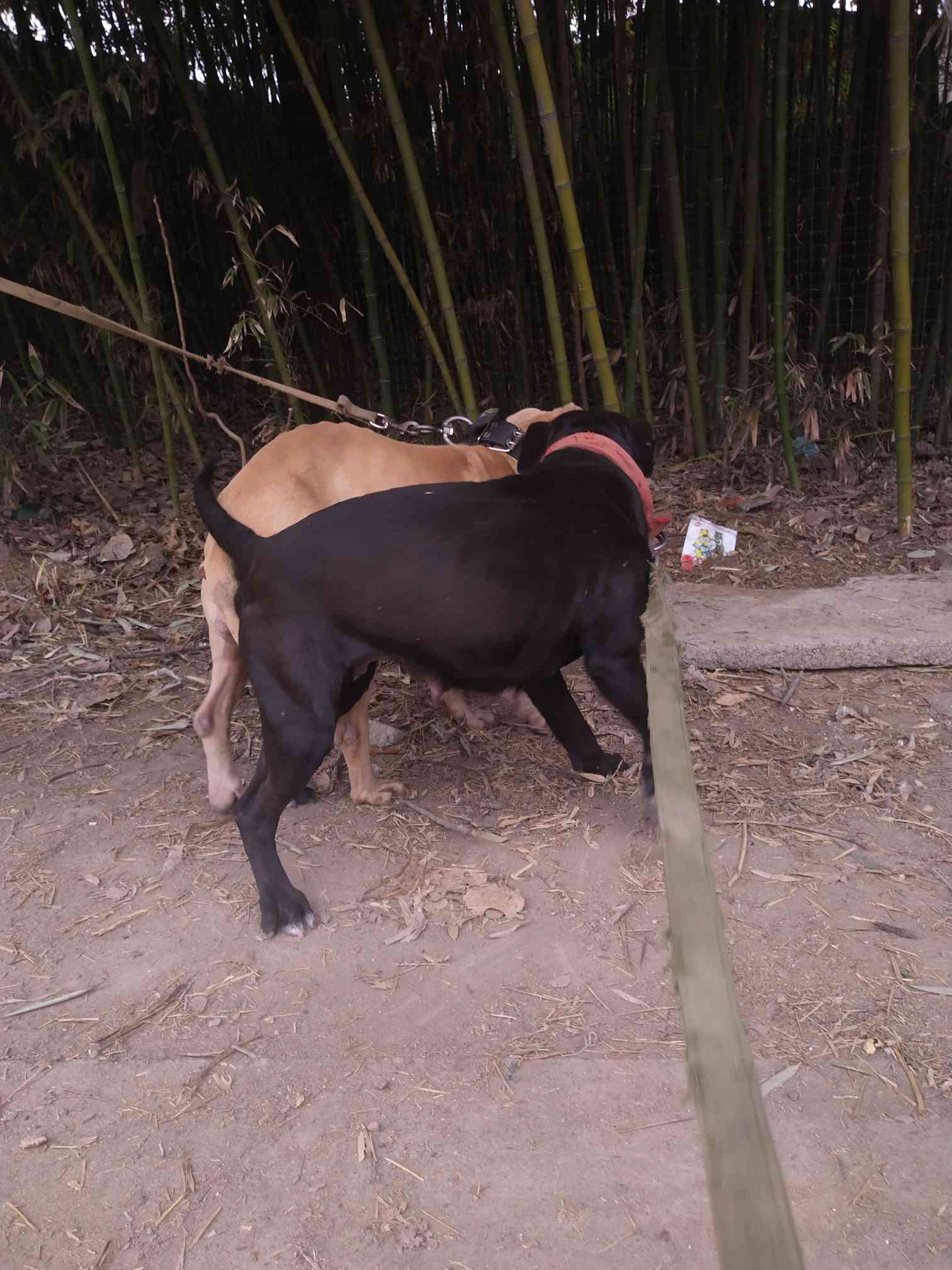 比特犬交易 - 猛犬俱乐部-中国具有影响力的猛犬网站 - powered by