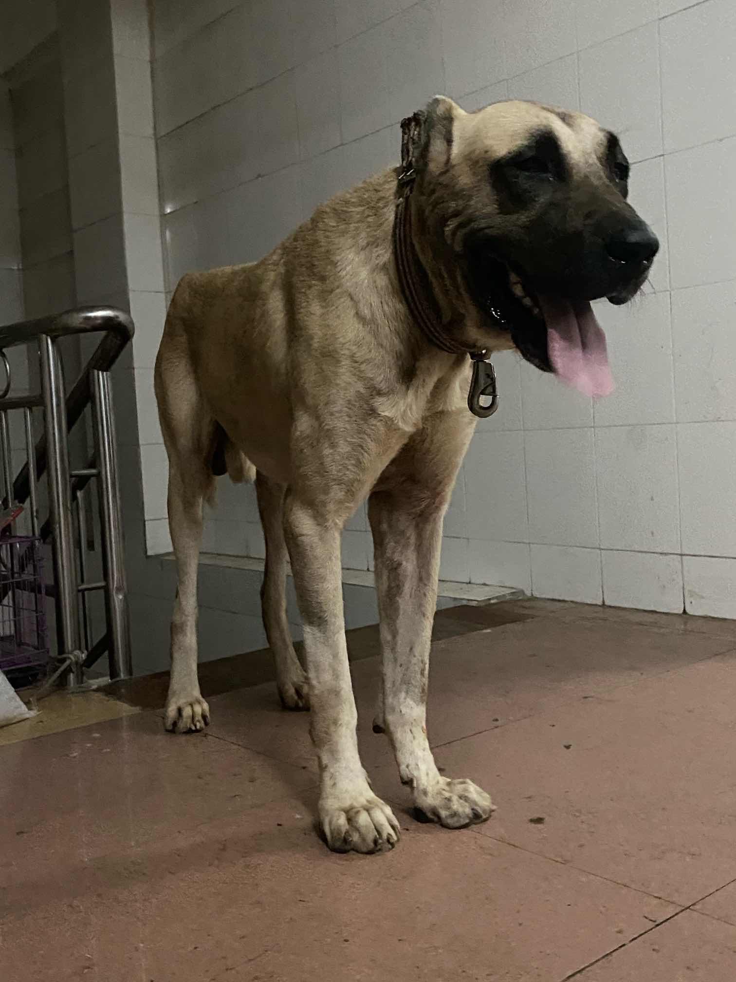 土耳其国宝坎高犬忍痛转让 - 坎高犬交易 - 猛犬俱乐部-中国具有影响