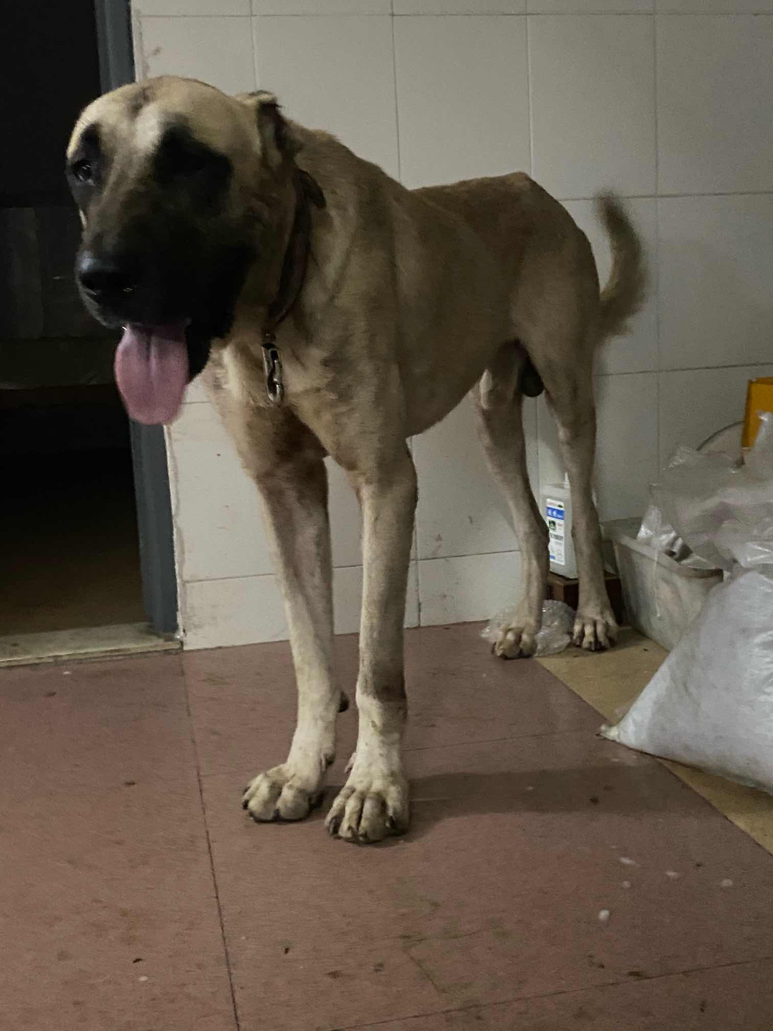 土耳其国宝坎高犬忍痛转让 - 坎高犬交易 - 猛犬俱乐部-中国具有影响