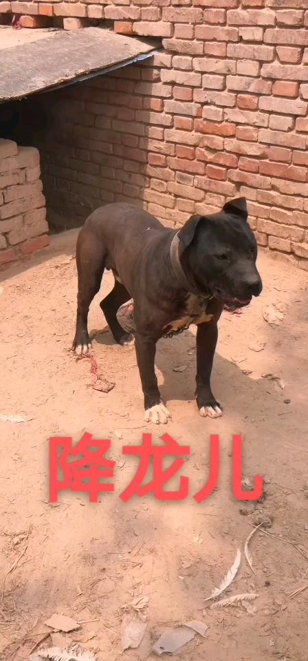 纯大体比特犬种公降龙正规场七胜对外借配