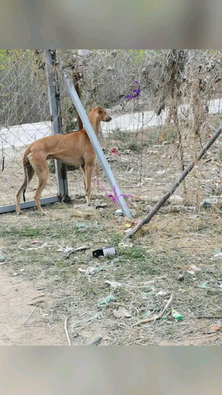 平原上的终极猎犬格灵串