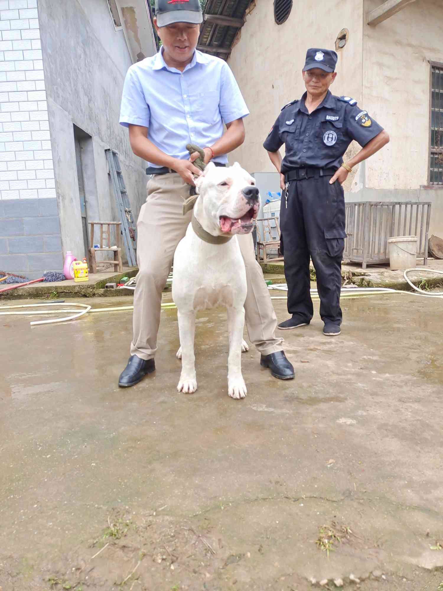 两岁多体重120大种公出 杜高犬交易 猛犬俱乐部-中国具有影响力的