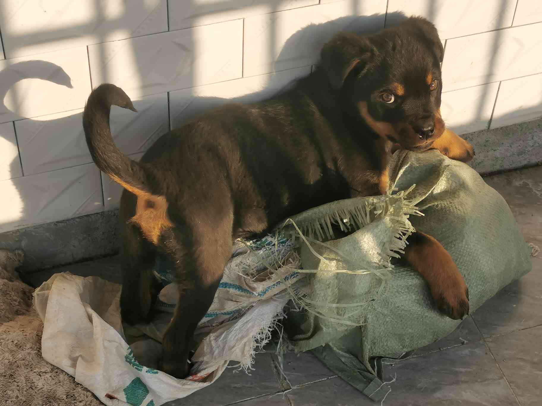 两个月了 罗威纳 猛犬俱乐部-中国具有影响力的猛犬网站