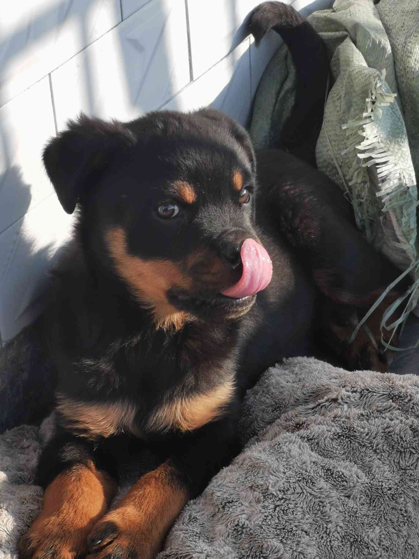 两个月了 罗威纳 猛犬俱乐部-中国具有影响力的猛犬网站