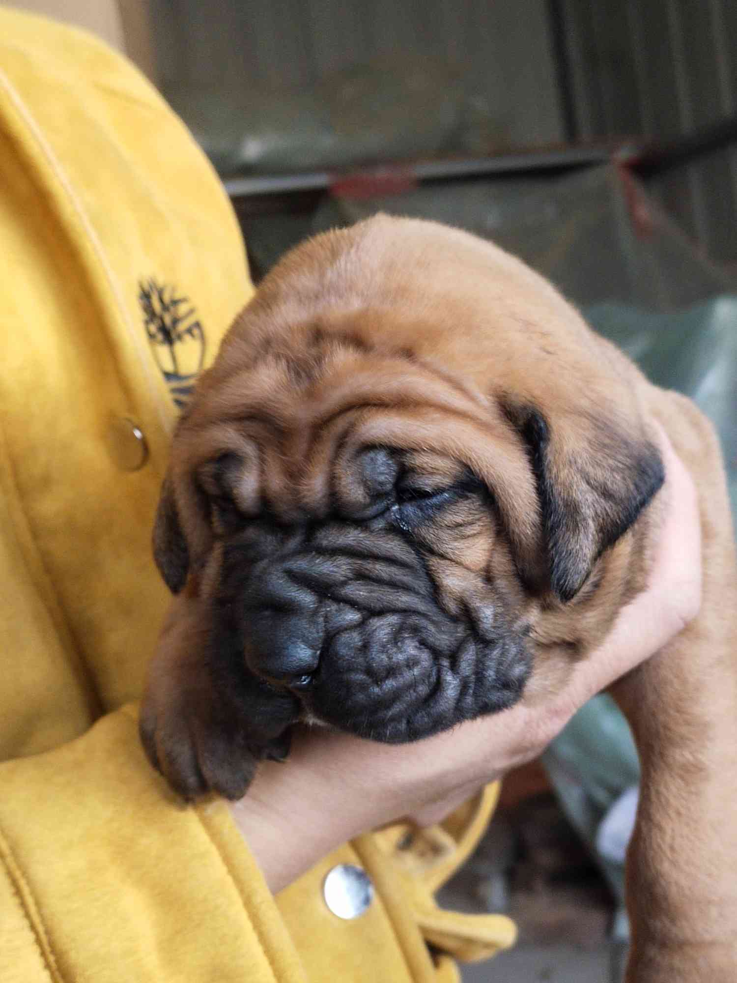 纯日系土佐幼犬,十二条可选