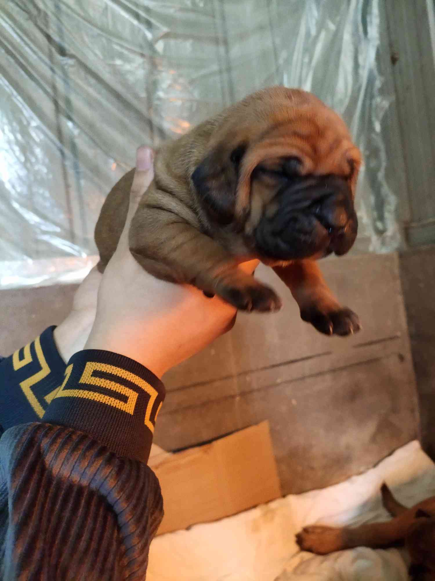 纯日系土佐幼犬,十二条可选,现在预定优惠 综合竞技犬交易 猛犬