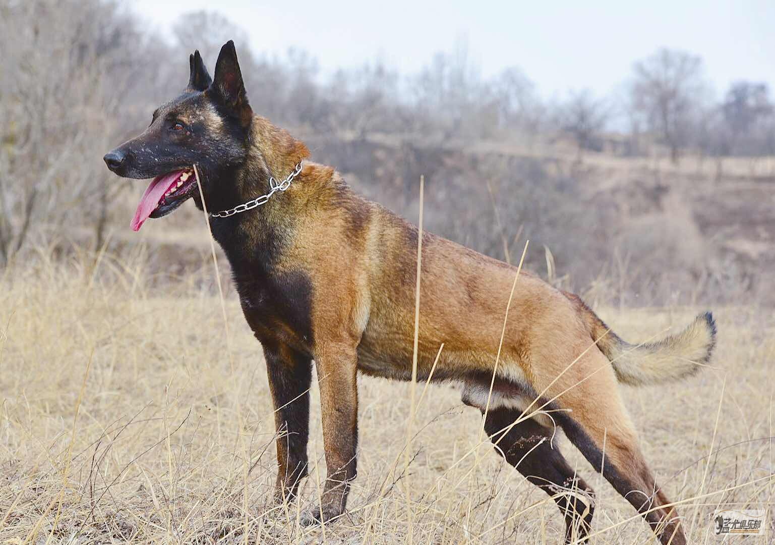 正宗比利时马犬暴龙搭配窟窿金奖将普女儿小狗出售