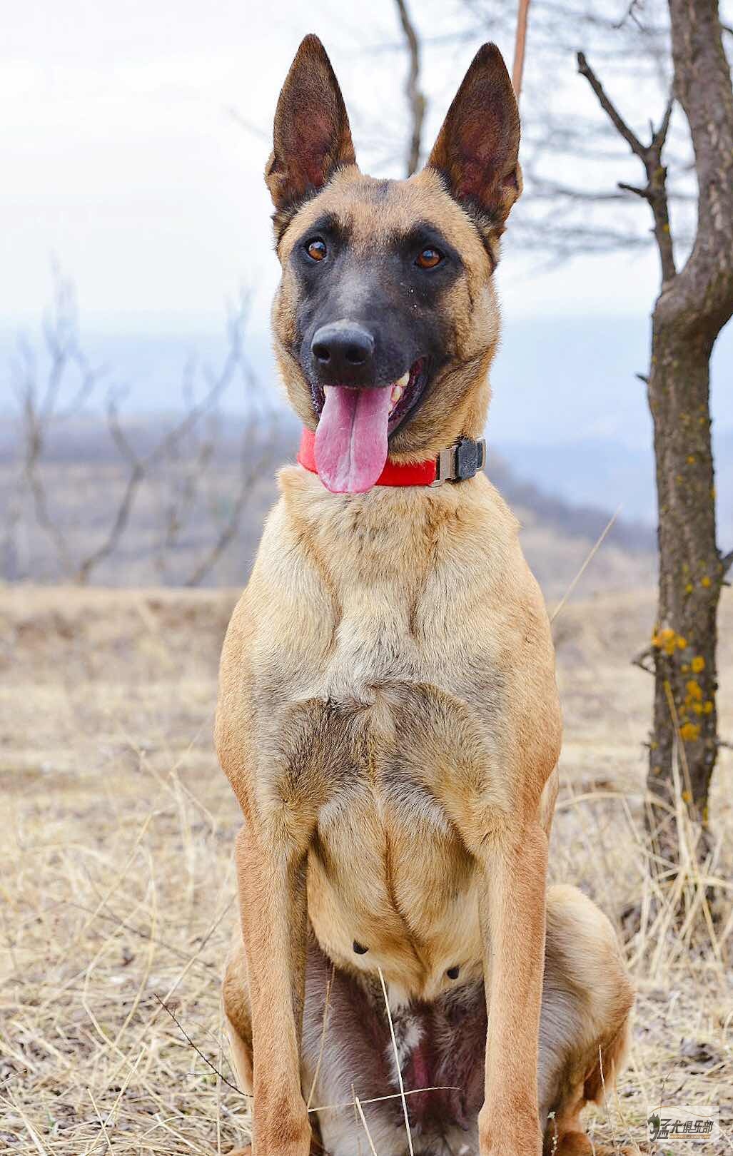 正宗比利时马犬暴龙搭配窟窿金奖将普女儿小狗出售