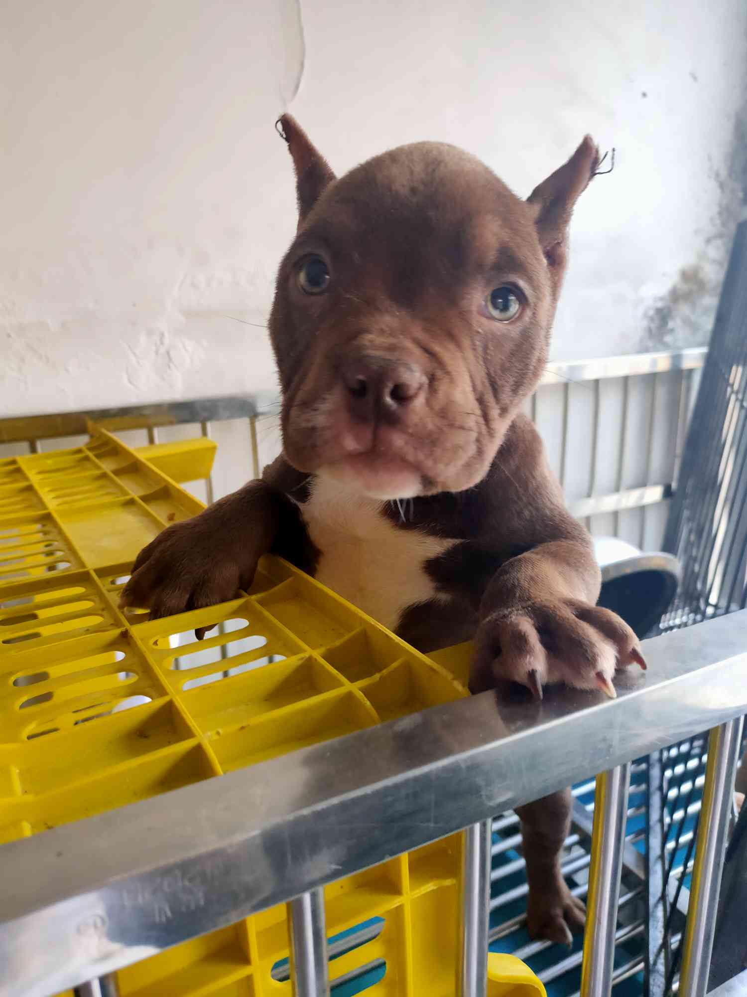 出售恶霸幼犬