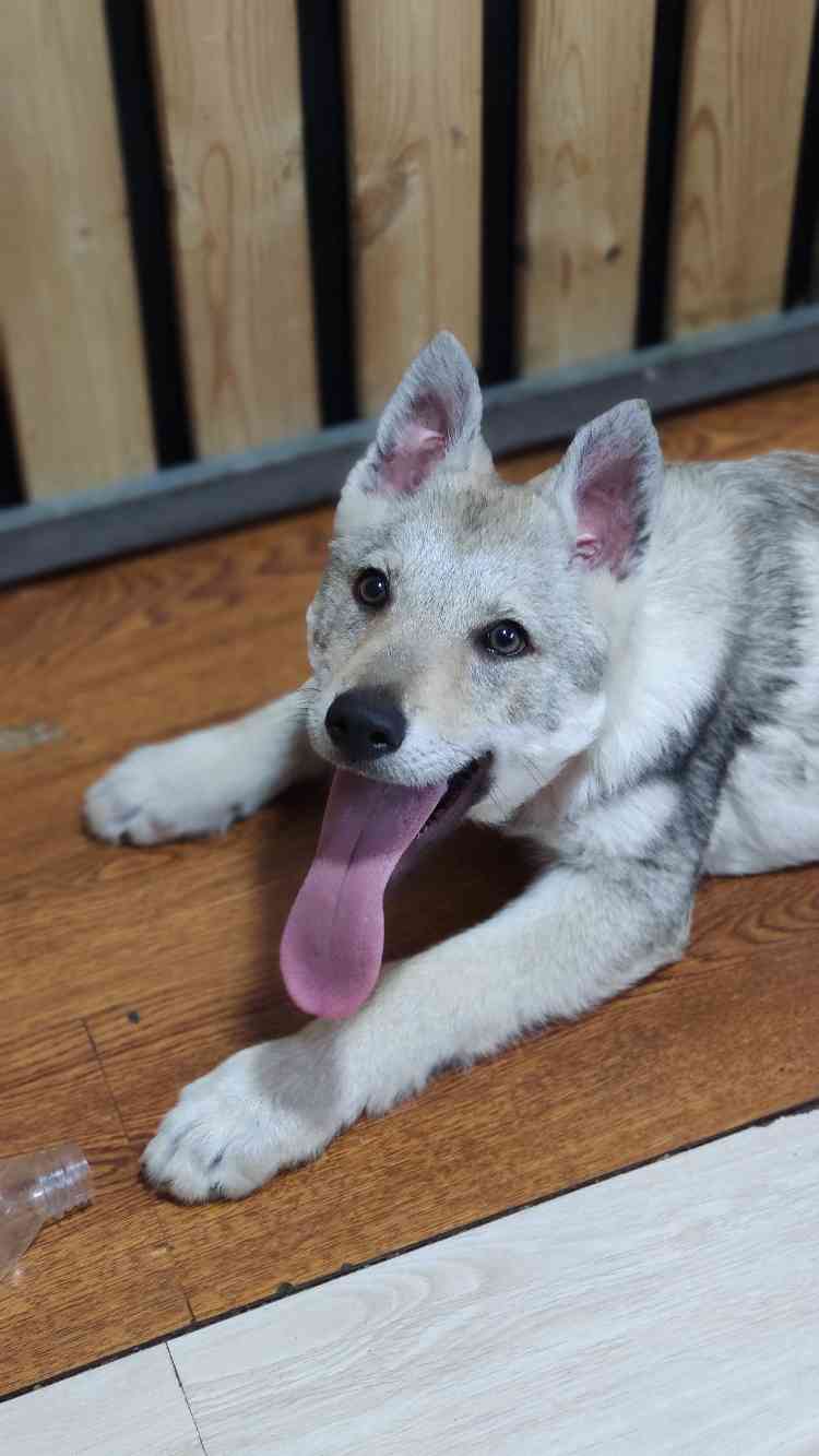 捷克狼犬幼犬