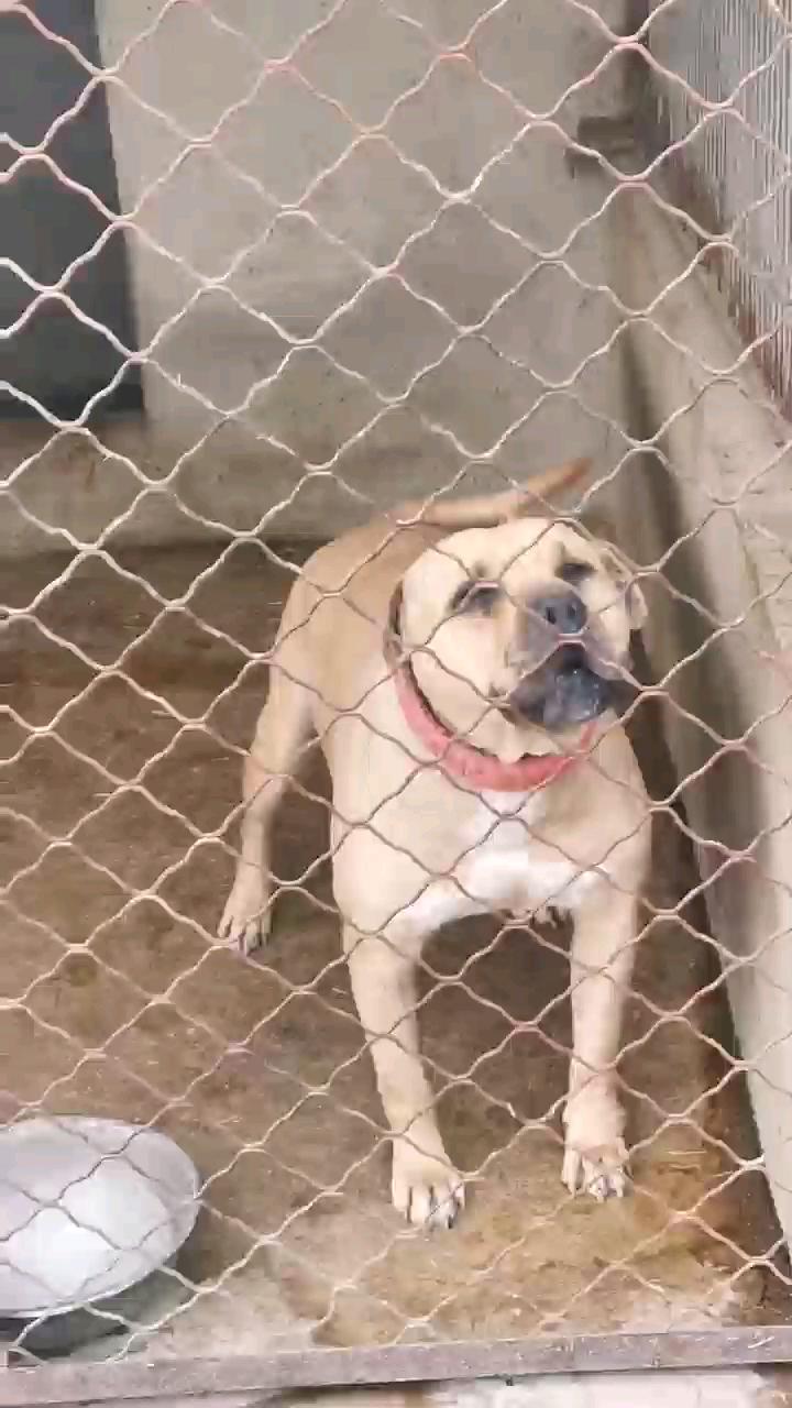 中国最大的基多孙子90斤 - 比特犬交易 - 猛犬俱乐部