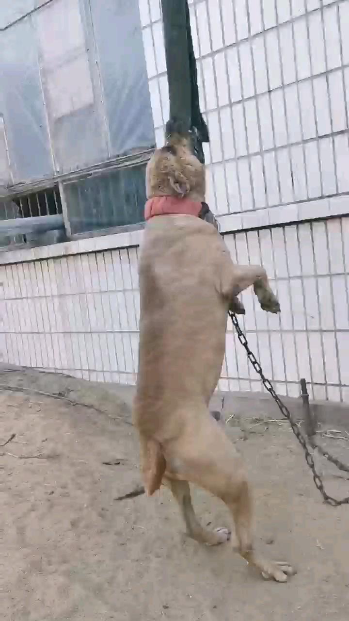 中国最大的基多孙子90斤 - 比特犬交易 - 猛犬俱乐部