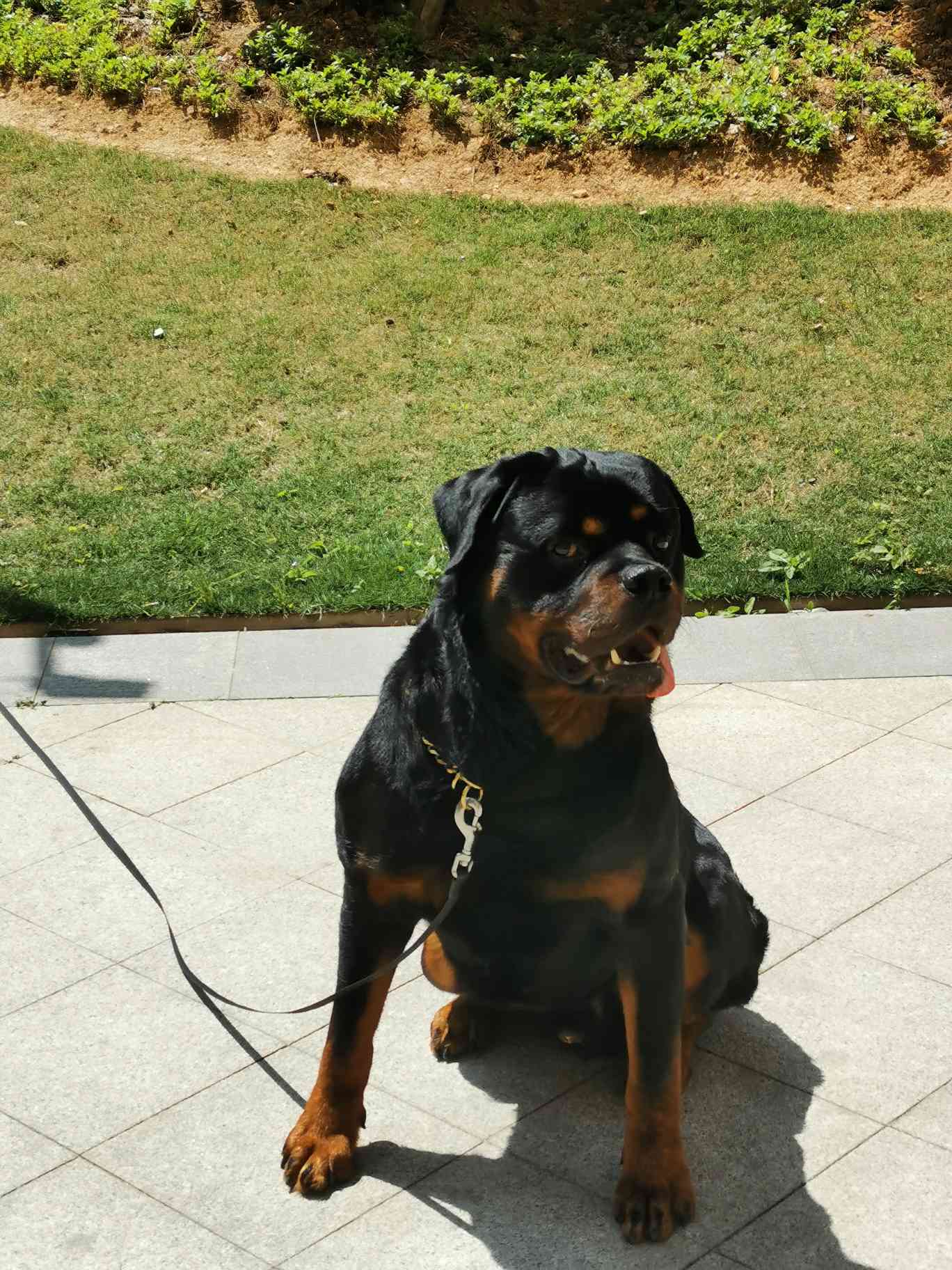 带科目罗威纳犬双血