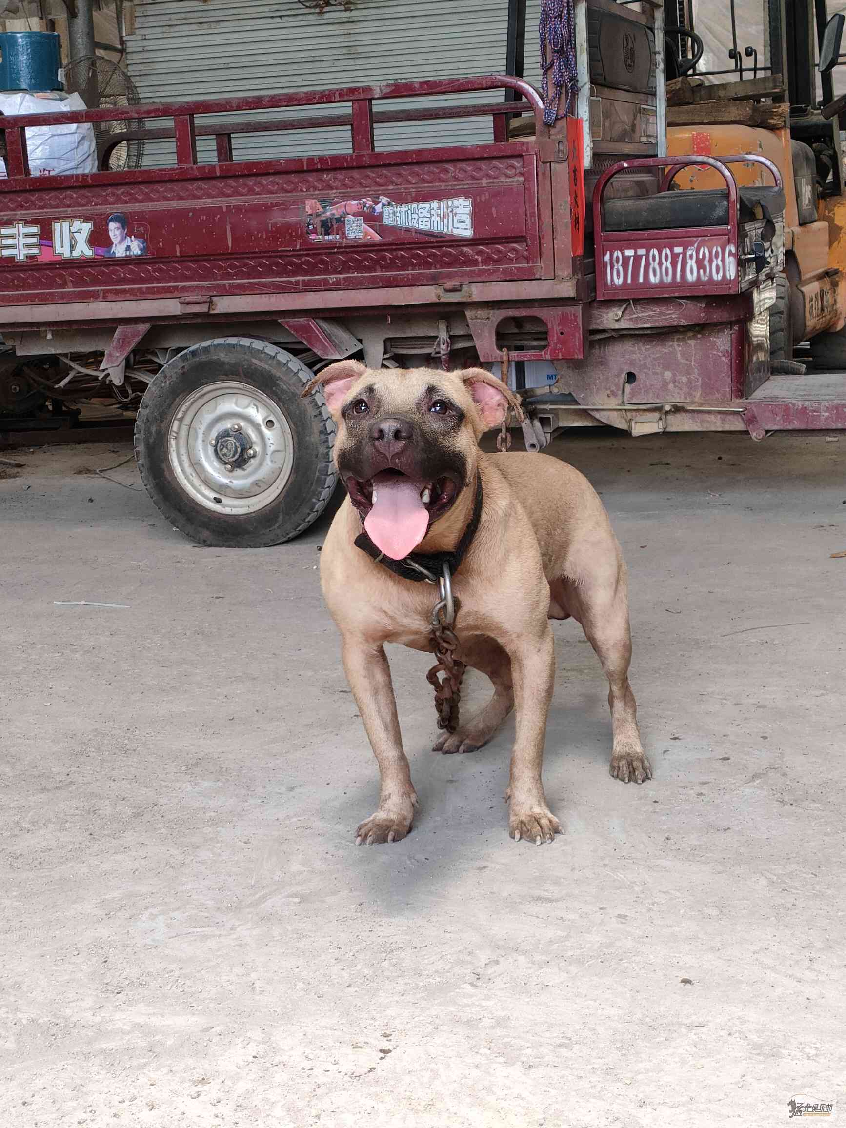 老狼无限后代 - 比特犬交易 - 猛犬俱乐部-中国具有影响力的猛犬网站