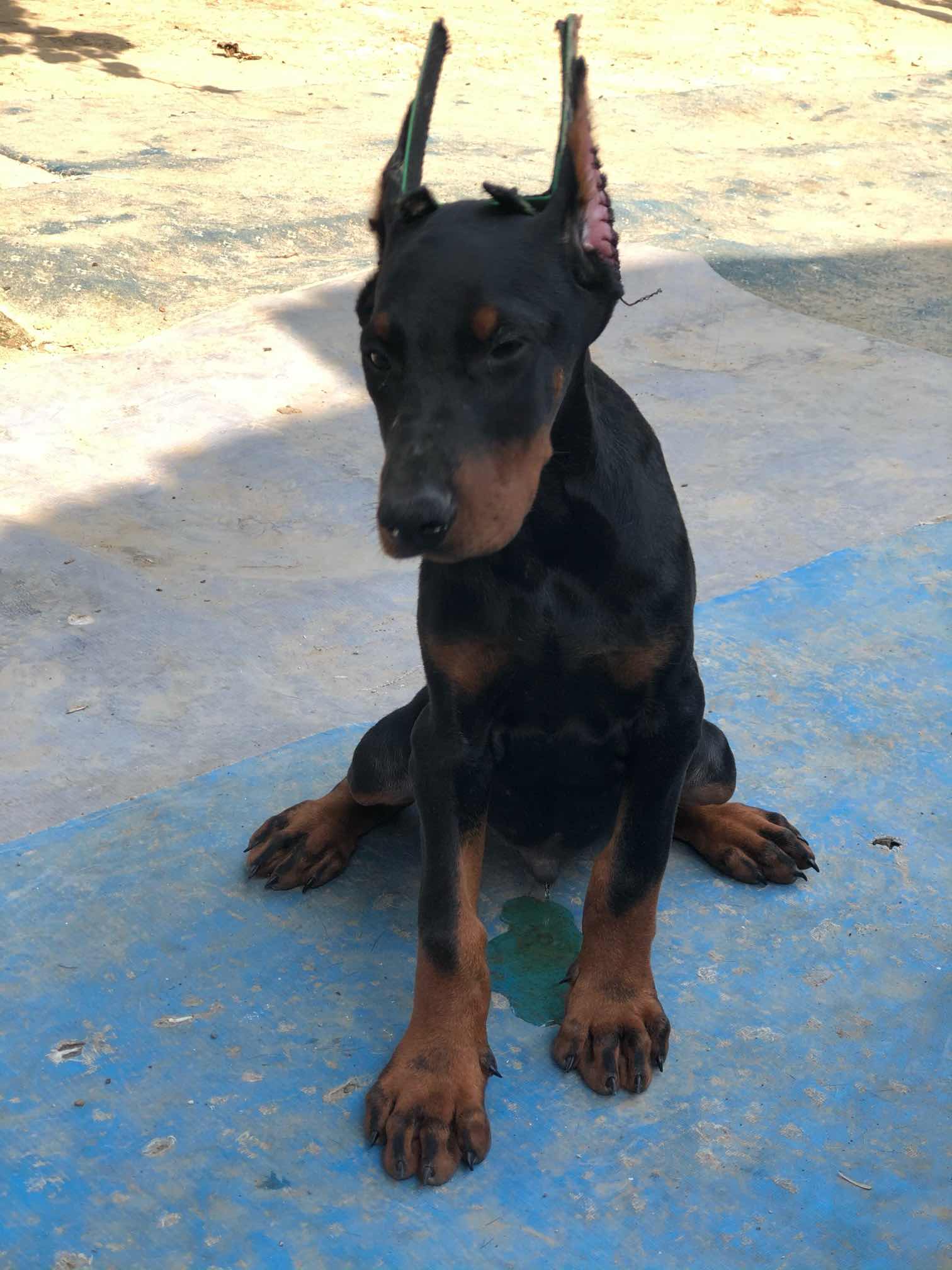 双血统杜宾犬
